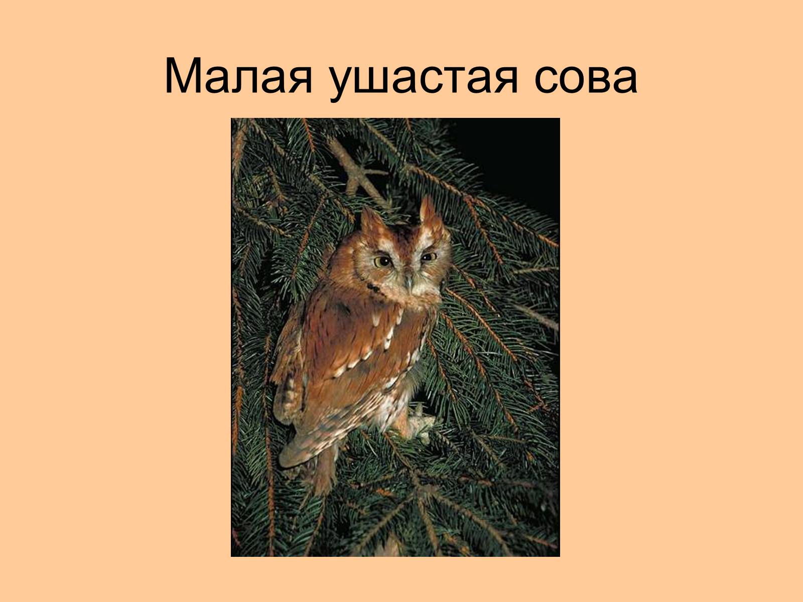 Презентація на тему «Отряд Хищные птицы» - Слайд #25 Презентація на тему «Отряд Хищные птицы» - Слайд #25