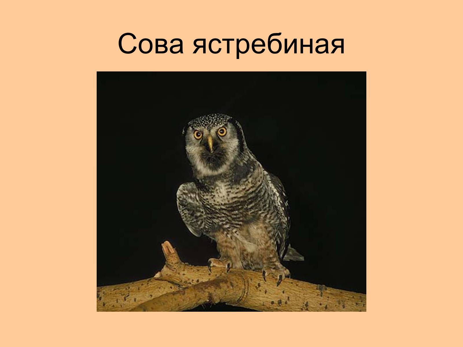 Презентація на тему «Отряд Хищные птицы» - Слайд #26 Презентація на тему «Отряд Хищные птицы» - Слайд #26