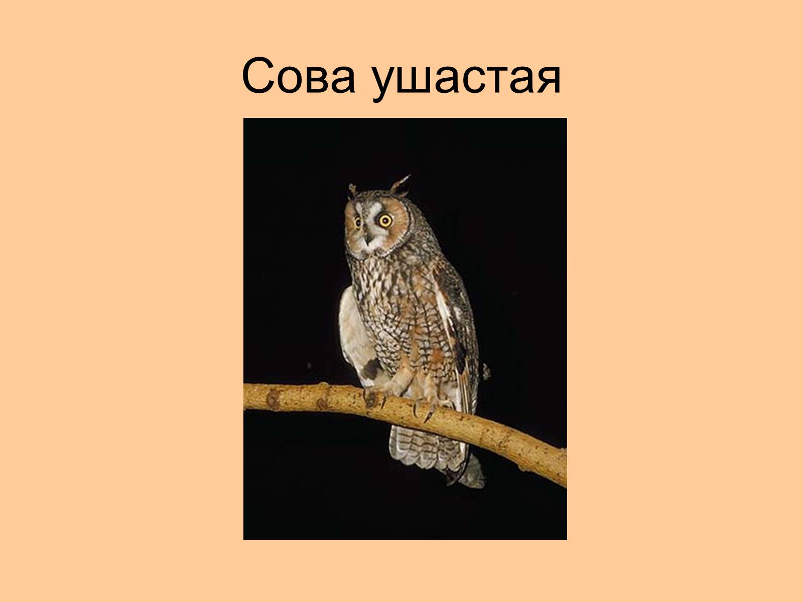 Презентація на тему «Отряд Хищные птицы» - Слайд #27 Презентація на тему «Отряд Хищные птицы» - Слайд #27