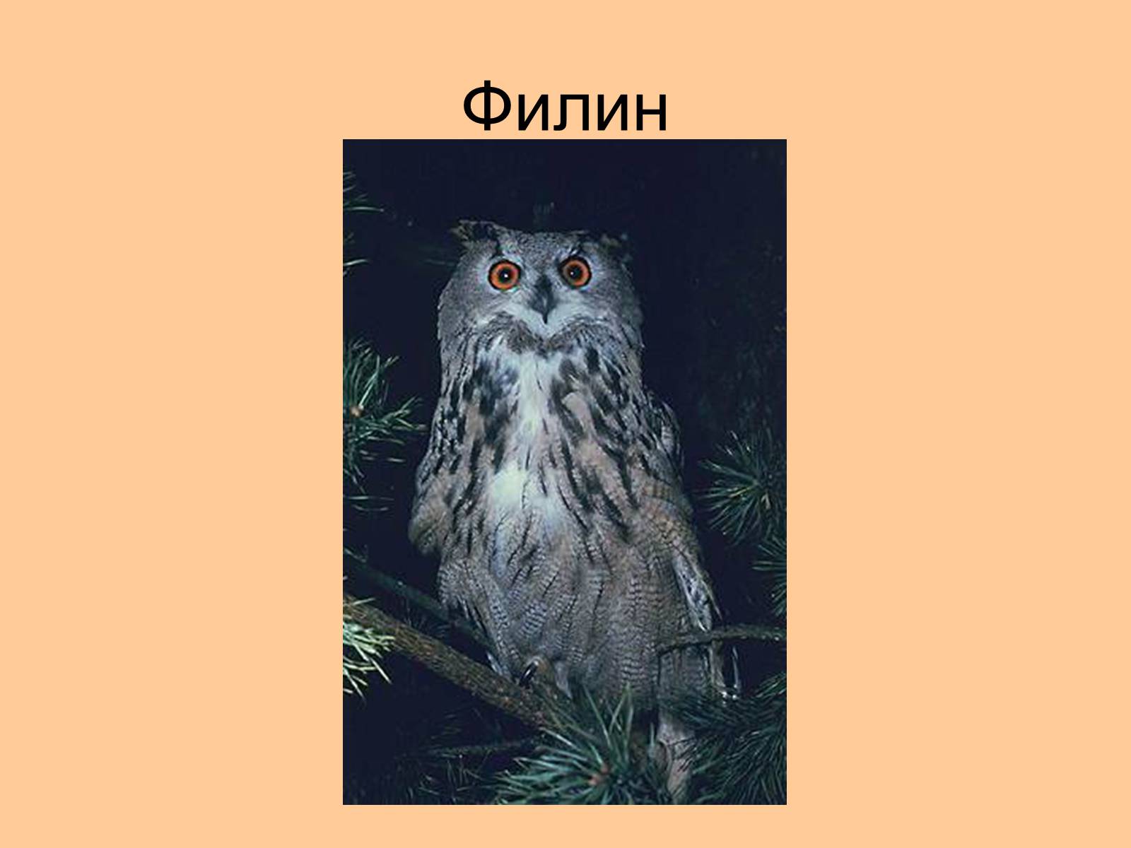 Презентація на тему «Отряд Хищные птицы» - Слайд #29 Презентація на тему «Отряд Хищные птицы» - Слайд #29