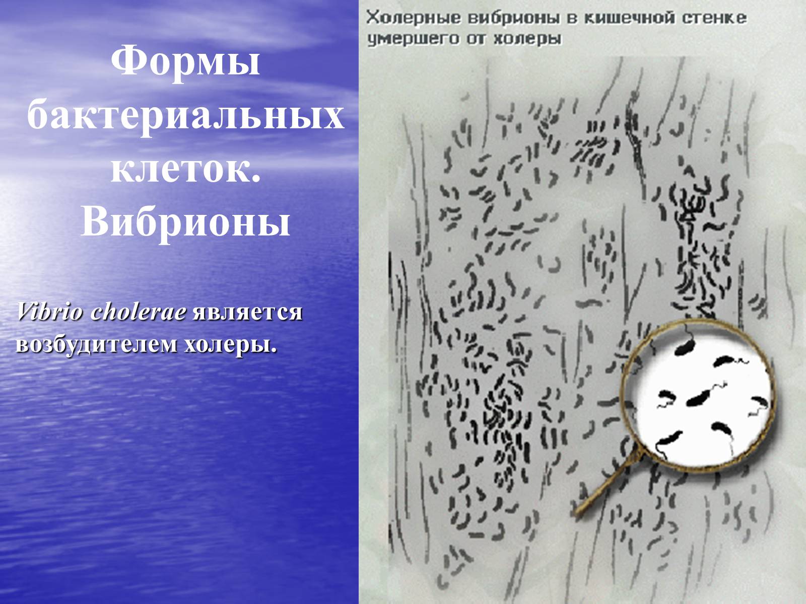 Презентація на тему «Прокариоты» (варіант 2) - Слайд #10 Презентація на тему «Прокариоты» (варіант 2) - Слайд #10