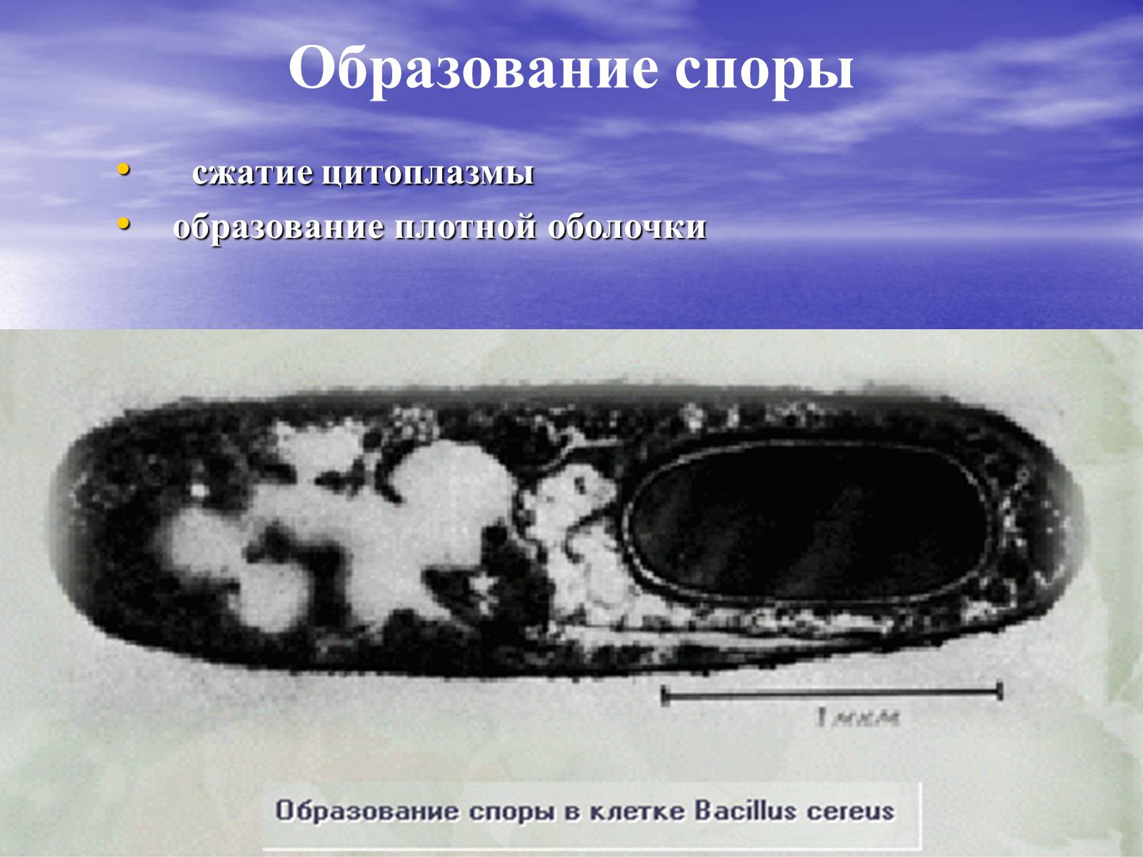 Презентація на тему «Прокариоты» (варіант 2) - Слайд #13 Презентація на тему «Прокариоты» (варіант 2) - Слайд #13