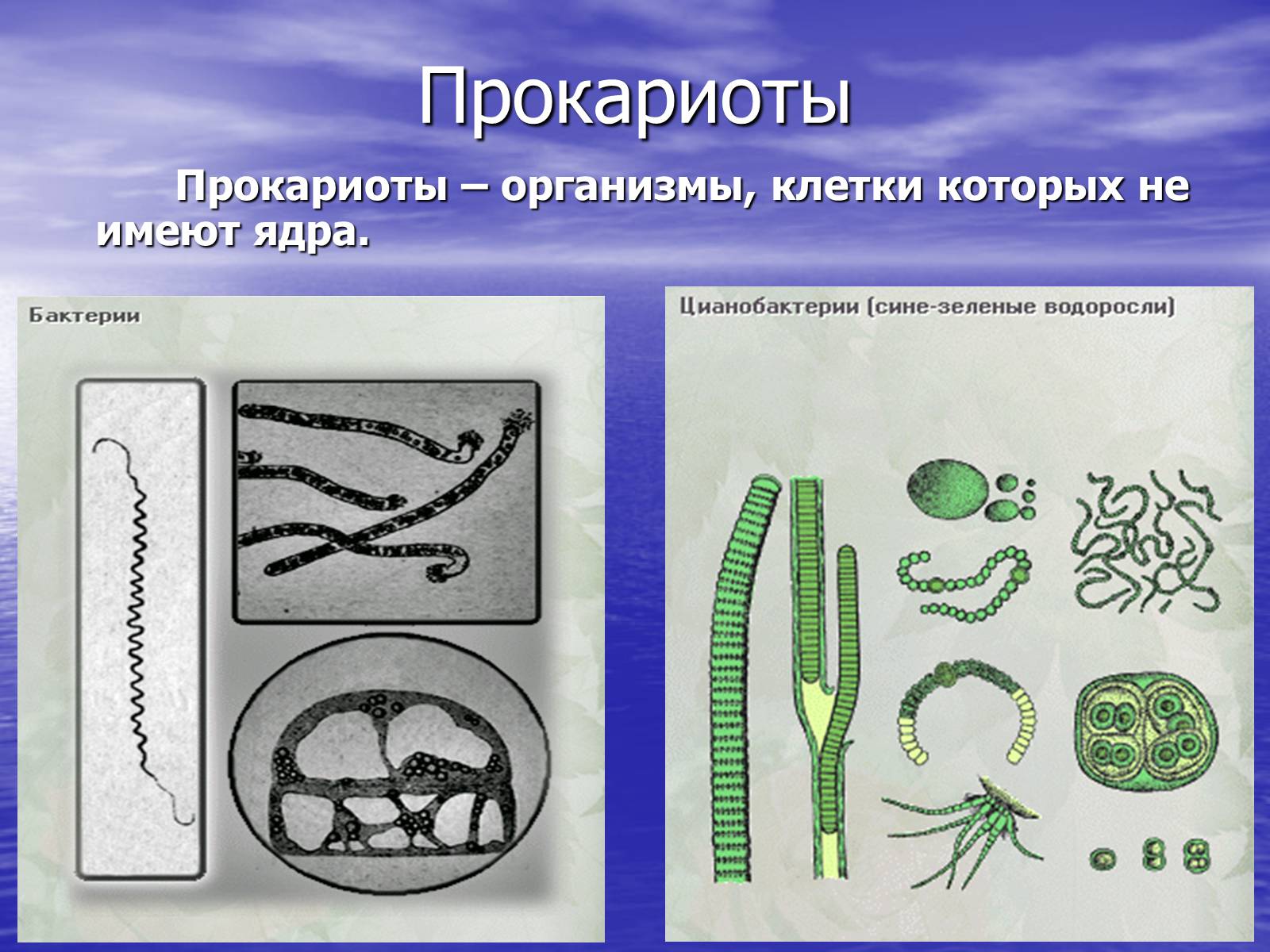 Презентація на тему «Прокариоты» (варіант 2) - Слайд #4 Презентація на тему «Прокариоты» (варіант 2) - Слайд #4
