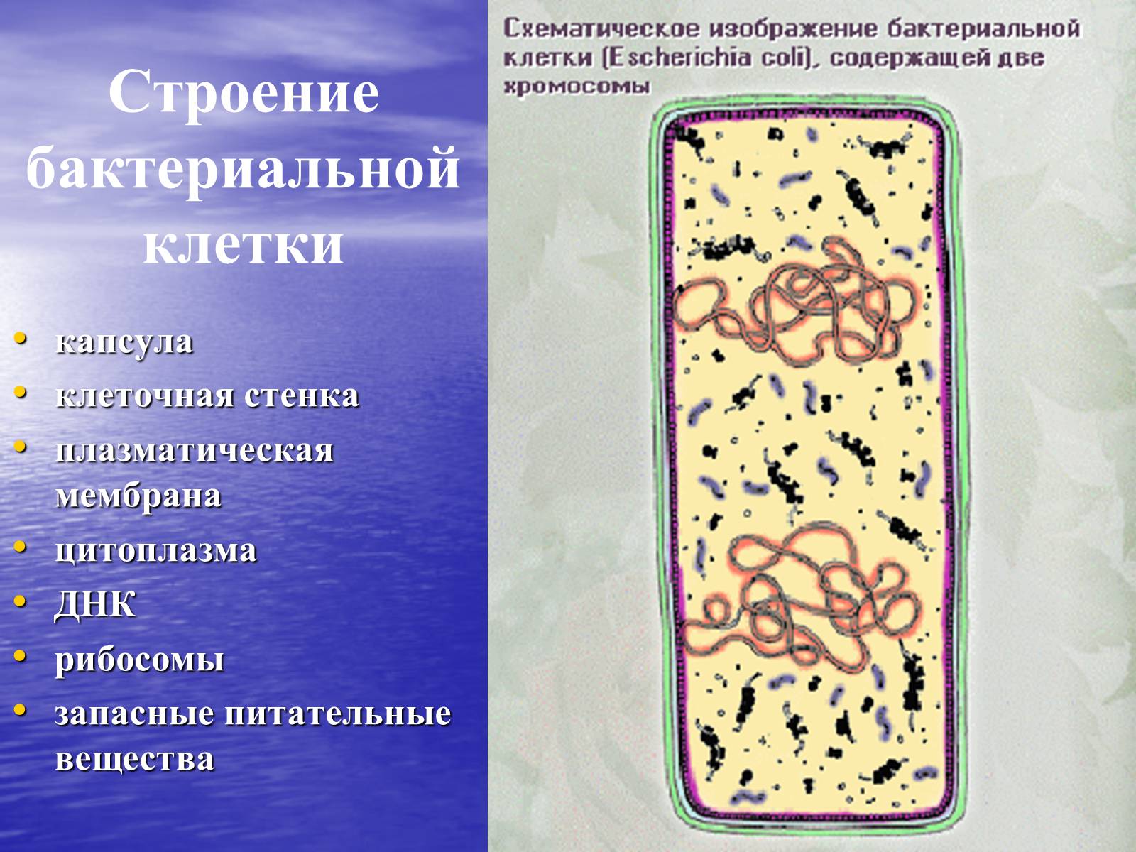 Презентація на тему «Прокариоты» (варіант 2) - Слайд #6 Презентація на тему «Прокариоты» (варіант 2) - Слайд #6