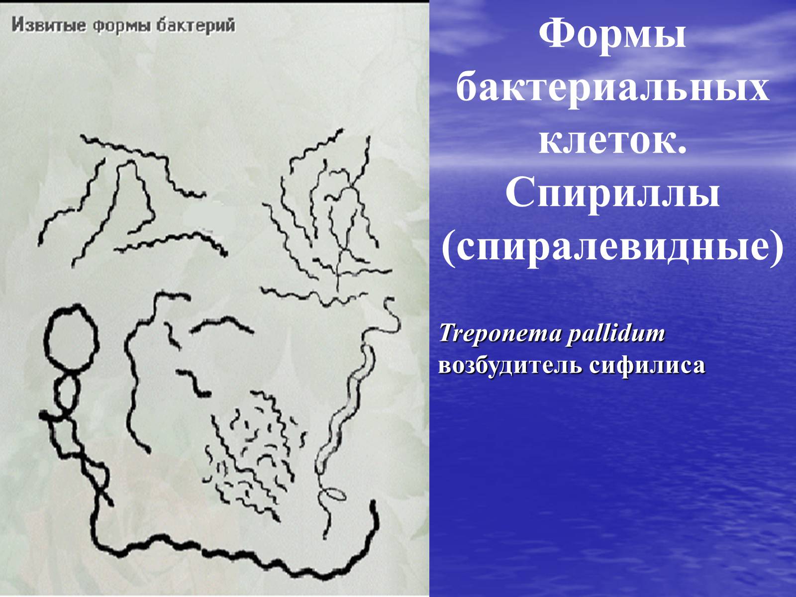 Презентація на тему «Прокариоты» (варіант 2) - Слайд #9 Презентація на тему «Прокариоты» (варіант 2) - Слайд #9