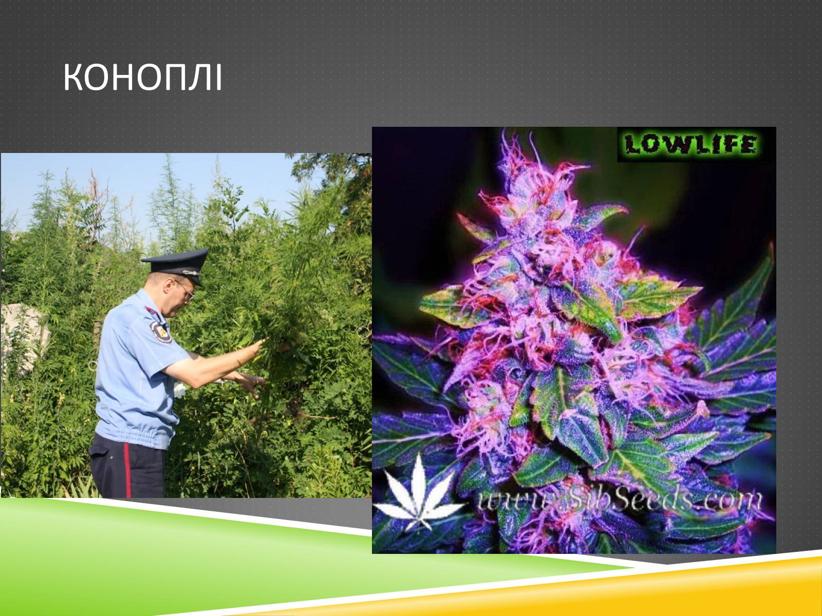 Презентація на тему «Південноазійський тропічний центр різноманітності і походження культурних рослин» - Слайд #12 Презентація на тему «Південноазійський тропічний центр різноманітності і походження культурних рослин» - Слайд #12
