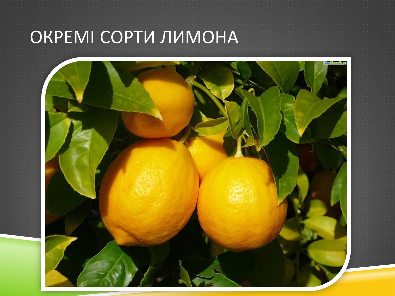 Презентація на тему «Південноазійський тропічний центр різноманітності і походження культурних рослин» - Слайд #17 Презентація на тему «Південноазійський тропічний центр різноманітності і походження культурних рослин» - Слайд #17