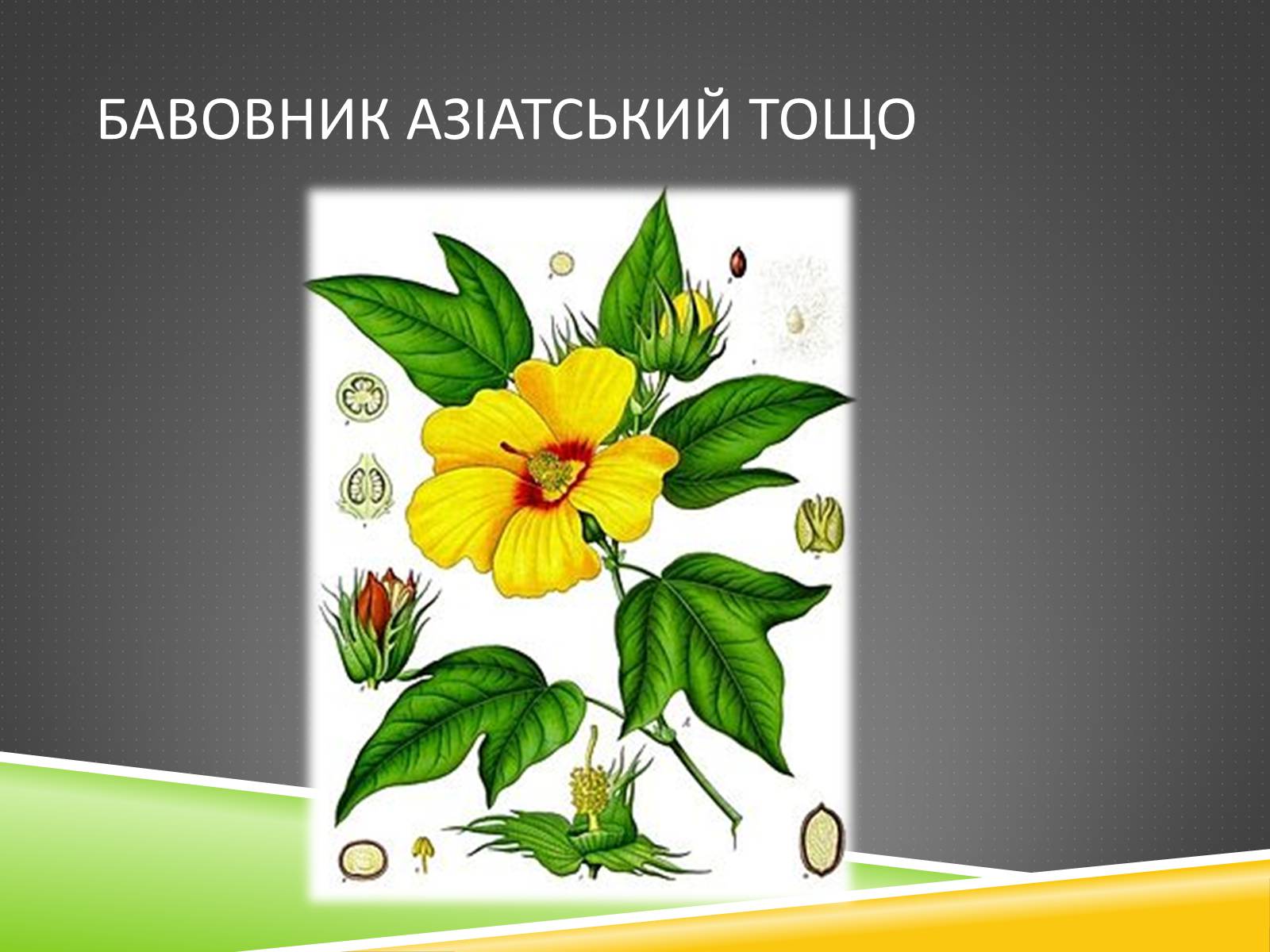 Презентація на тему «Південноазійський тропічний центр різноманітності і походження культурних рослин» - Слайд #18 Презентація на тему «Південноазійський тропічний центр різноманітності і походження культурних рослин» - Слайд #18