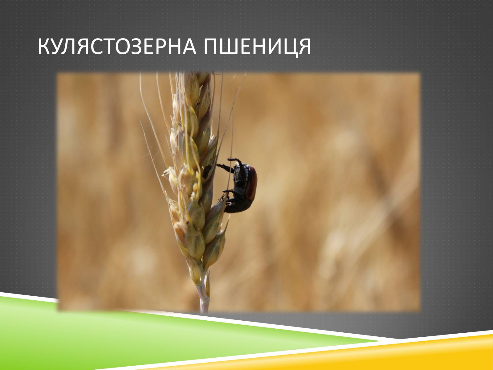 Презентація на тему «Південноазійський тропічний центр різноманітності і походження культурних рослин» - Слайд #7 Презентація на тему «Південноазійський тропічний центр різноманітності і походження культурних рослин» - Слайд #7