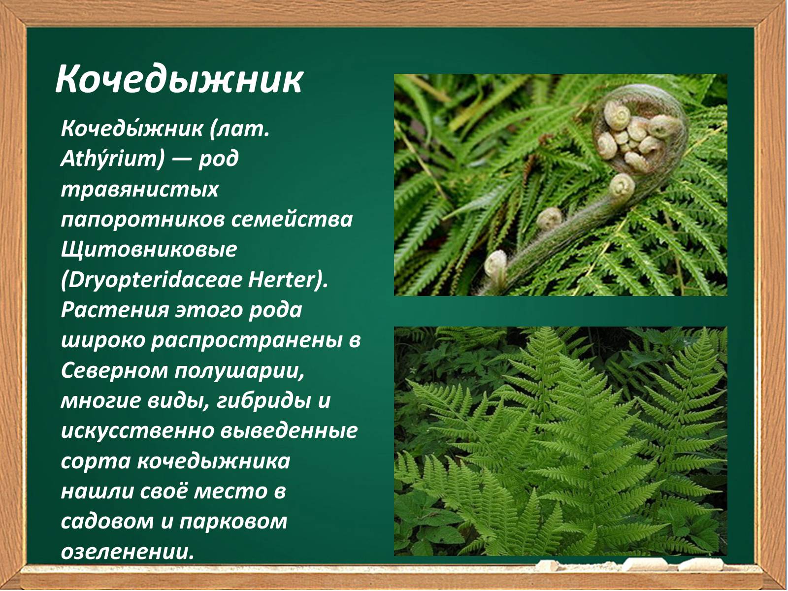 Презентація на тему «Декоративные папоротники» - Слайд #12 Презентація на тему «Декоративные папоротники» - Слайд #12