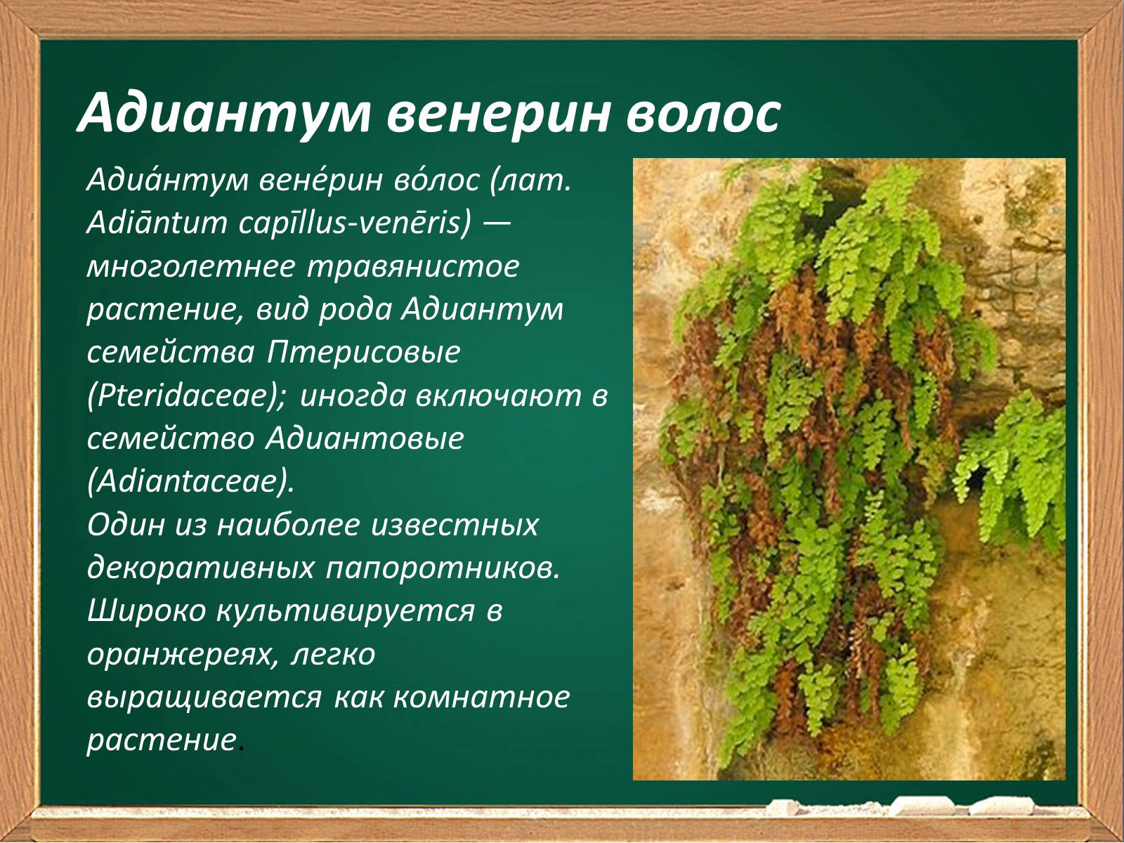 Презентація на тему «Декоративные папоротники» - Слайд #15 Презентація на тему «Декоративные папоротники» - Слайд #15