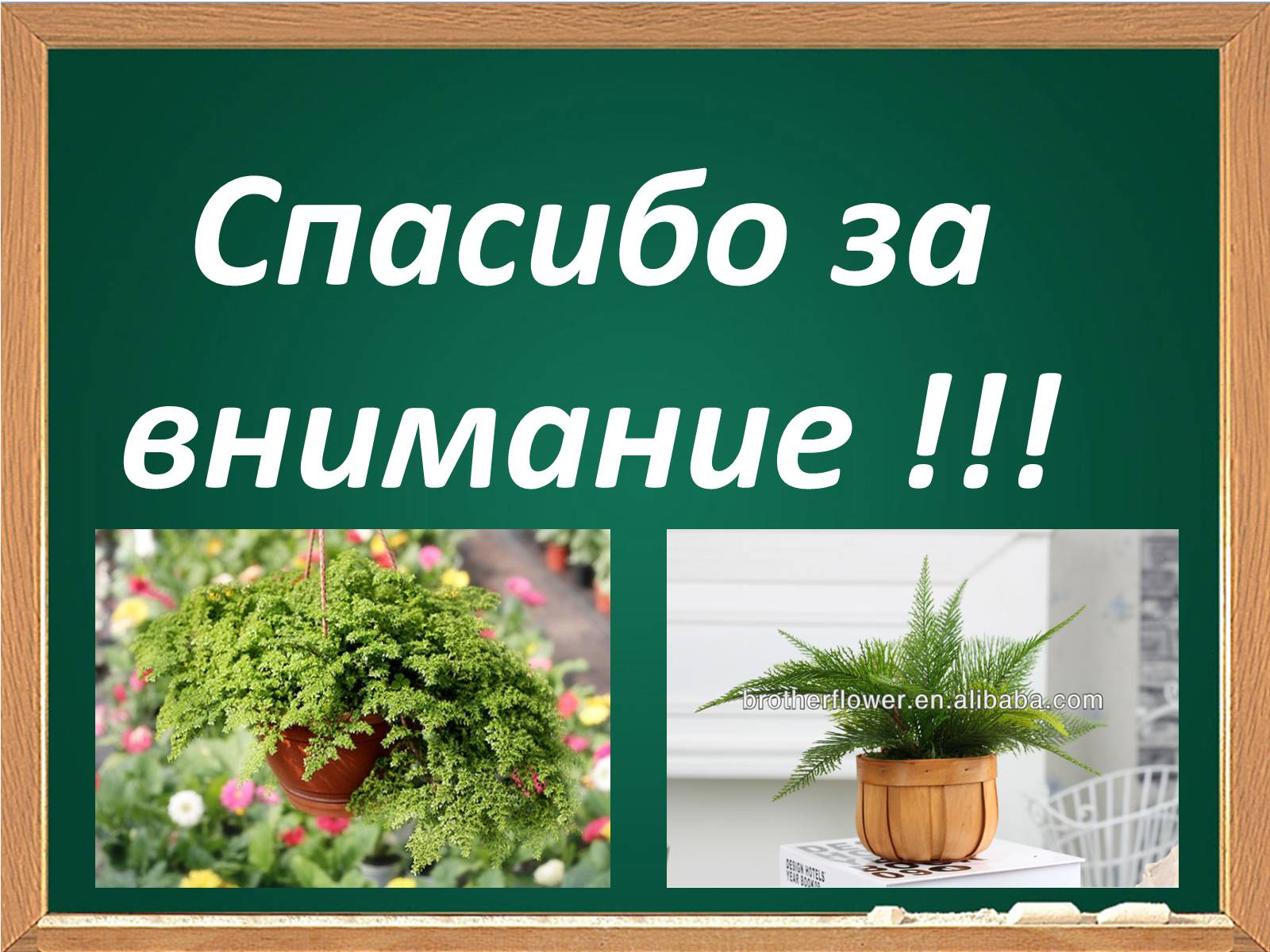 Презентація на тему «Декоративные папоротники» - Слайд #17 Презентація на тему «Декоративные папоротники» - Слайд #17
