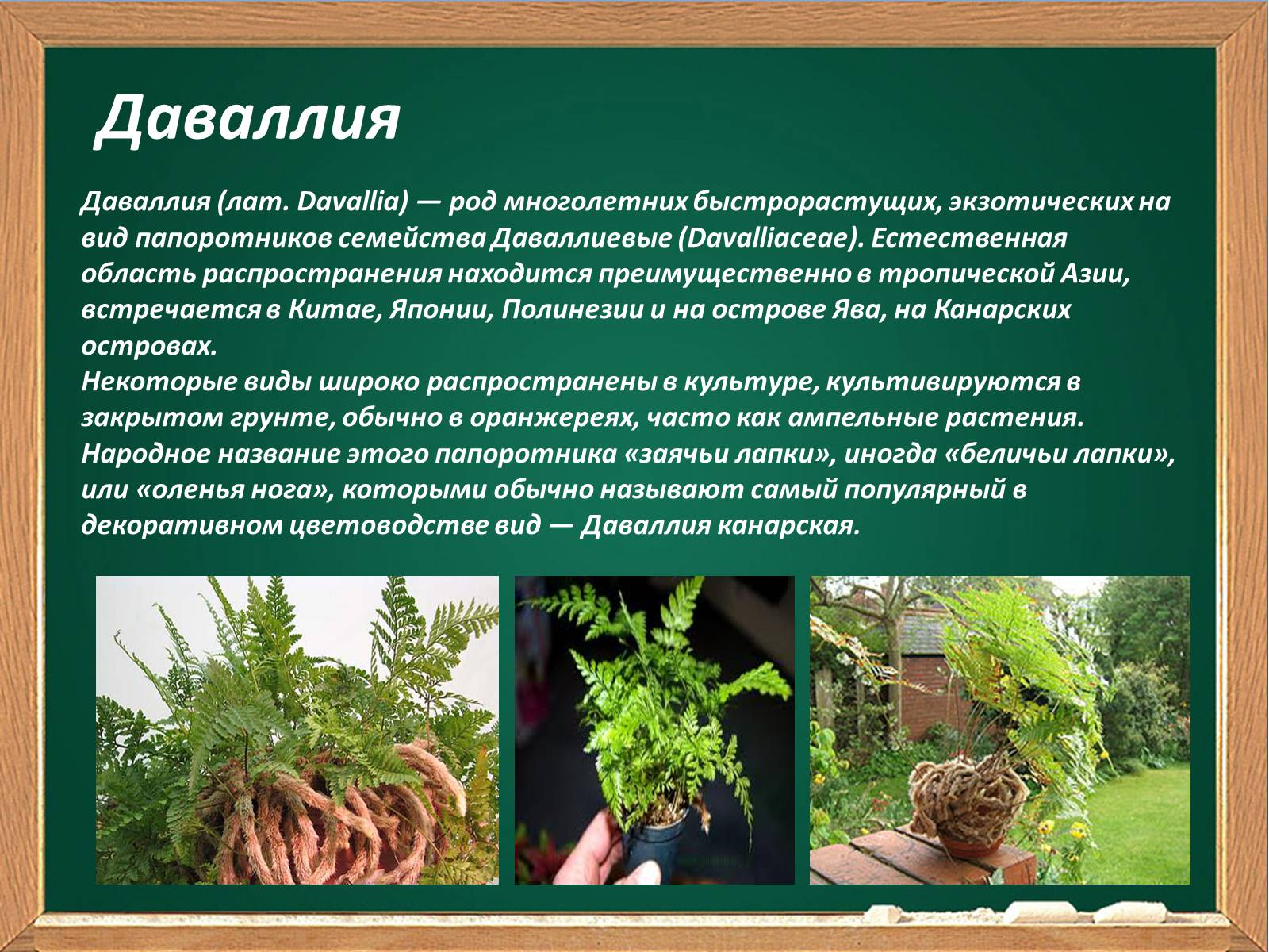 Презентація на тему «Декоративные папоротники» - Слайд #8 Презентація на тему «Декоративные папоротники» - Слайд #8