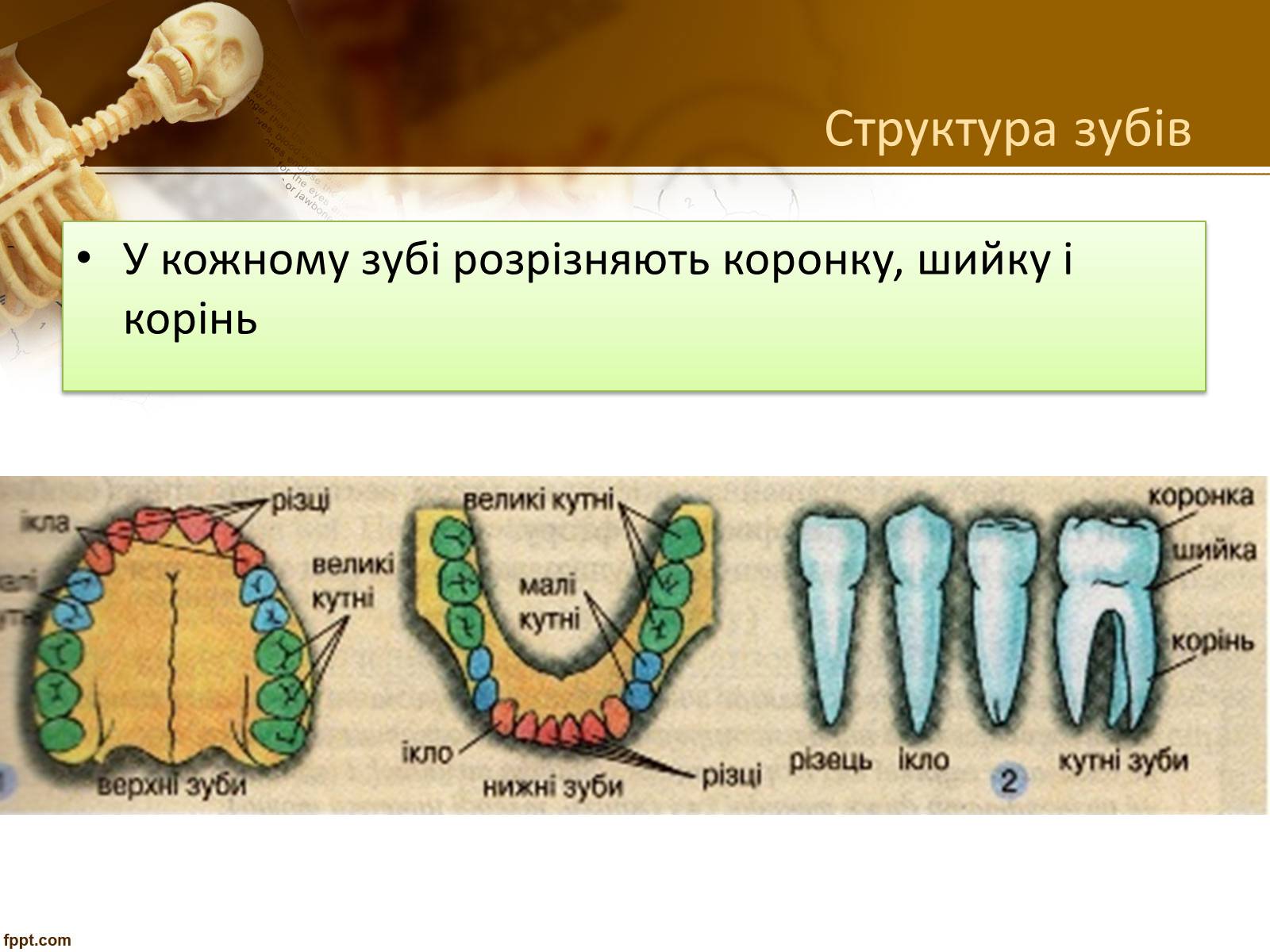 Презентація на тему «Бережіть свої зуби» - Слайд #7 Презентація на тему «Бережіть свої зуби» - Слайд #7
