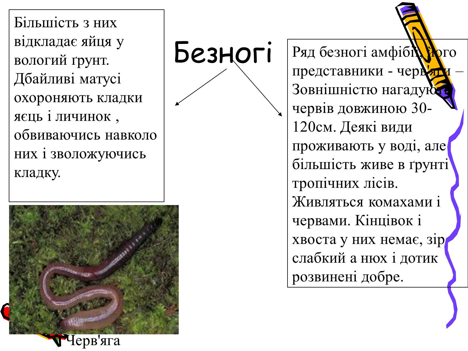 Презентація на тему «Земноводні» (варіант 2) - Слайд #10 Презентація на тему «Земноводні» (варіант 2) - Слайд #10