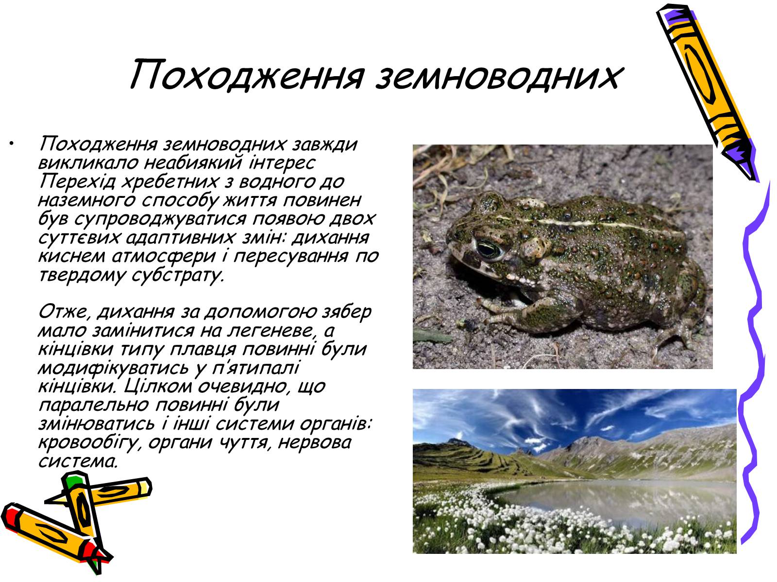 Презентація на тему «Земноводні» (варіант 2) - Слайд #5 Презентація на тему «Земноводні» (варіант 2) - Слайд #5