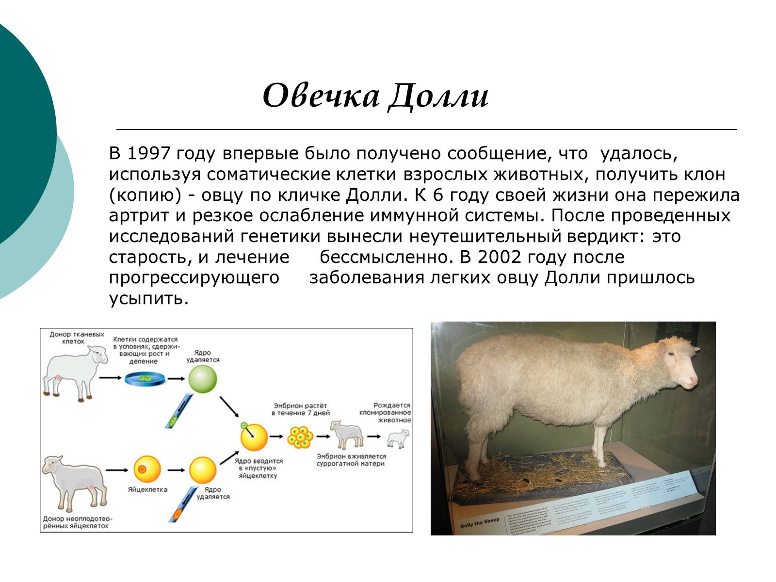 Презентація на тему «Клонирование» - Слайд #3 Презентація на тему «Клонирование» - Слайд #3