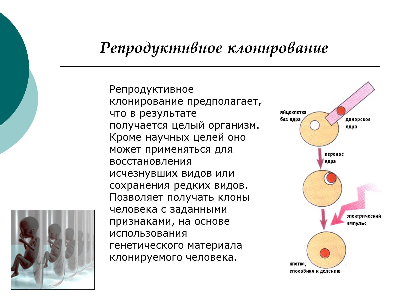 Презентація на тему «Клонирование» - Слайд #4 Презентація на тему «Клонирование» - Слайд #4