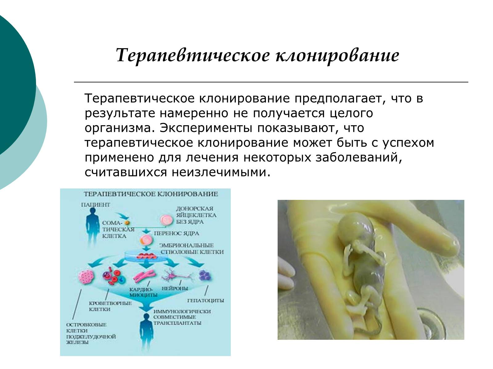 Презентація на тему «Клонирование» - Слайд #5 Презентація на тему «Клонирование» - Слайд #5