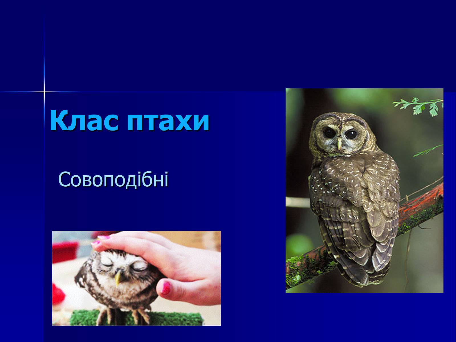 Презентація на тему «Совоподібні» (варіант 2) - Слайд #1 Презентація на тему «Совоподібні» (варіант 2) - Слайд #1