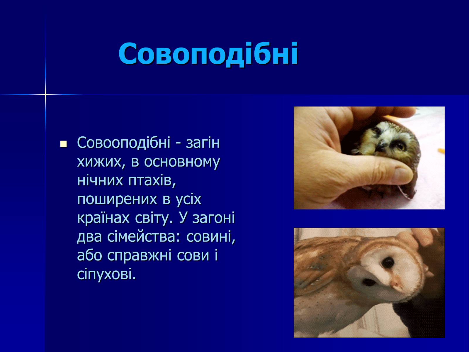 Презентація на тему «Совоподібні» (варіант 2) - Слайд #2 Презентація на тему «Совоподібні» (варіант 2) - Слайд #2