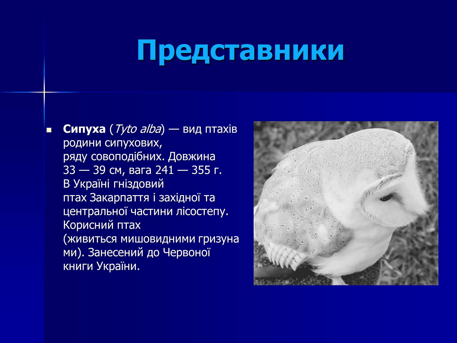 Презентація на тему «Совоподібні» (варіант 2) - Слайд #8 Презентація на тему «Совоподібні» (варіант 2) - Слайд #8