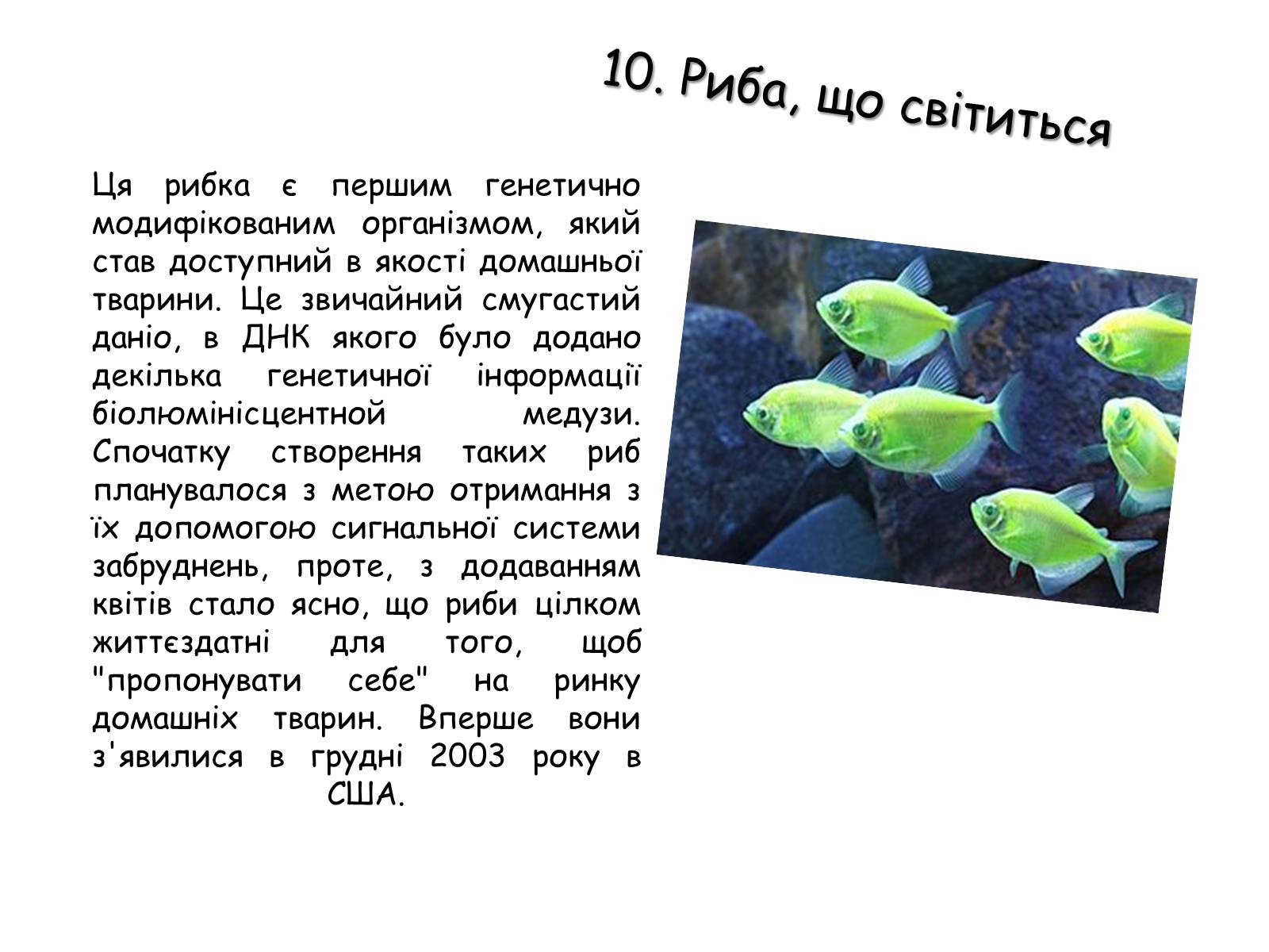 Презентація на тему «Генетично модифіковані організми» (варіант 2) - Слайд #5 Презентація на тему «Генетично модифіковані організми» (варіант 2) - Слайд #5