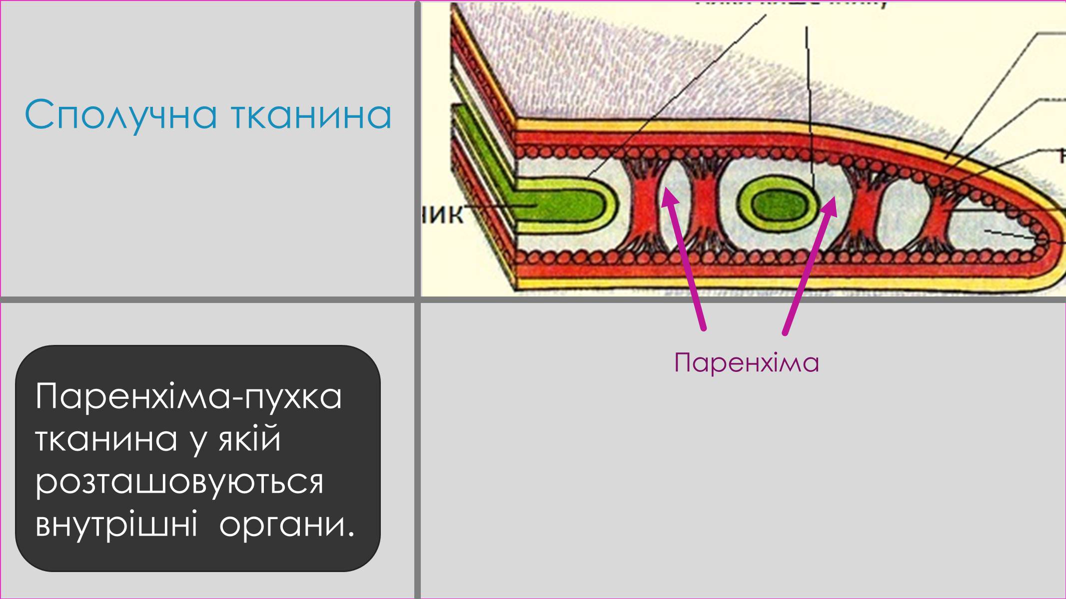 Презентація на тему «Пласкі черви» - Слайд #10 Презентація на тему «Пласкі черви» - Слайд #10