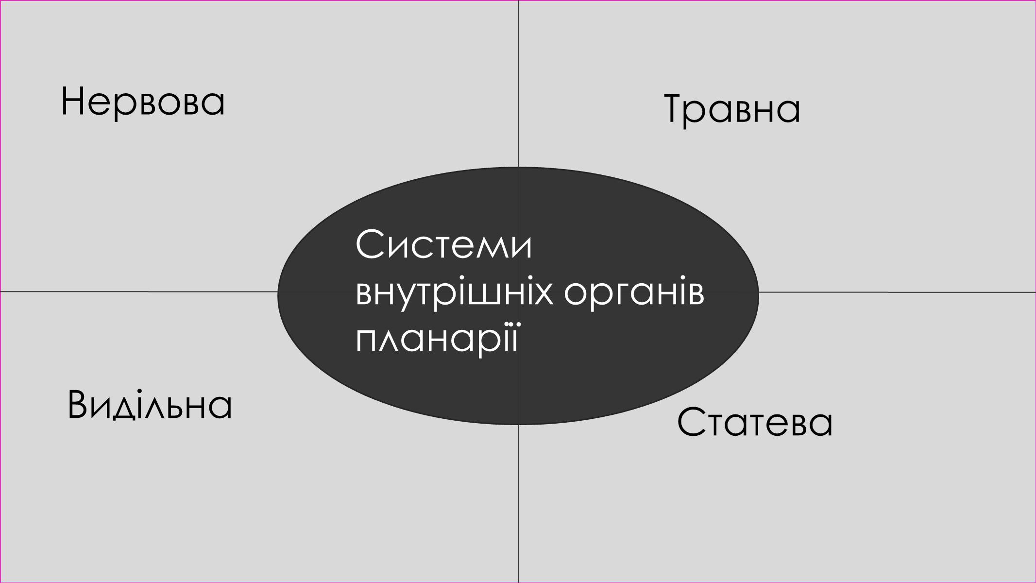 Презентація на тему «Пласкі черви» - Слайд #12 Презентація на тему «Пласкі черви» - Слайд #12