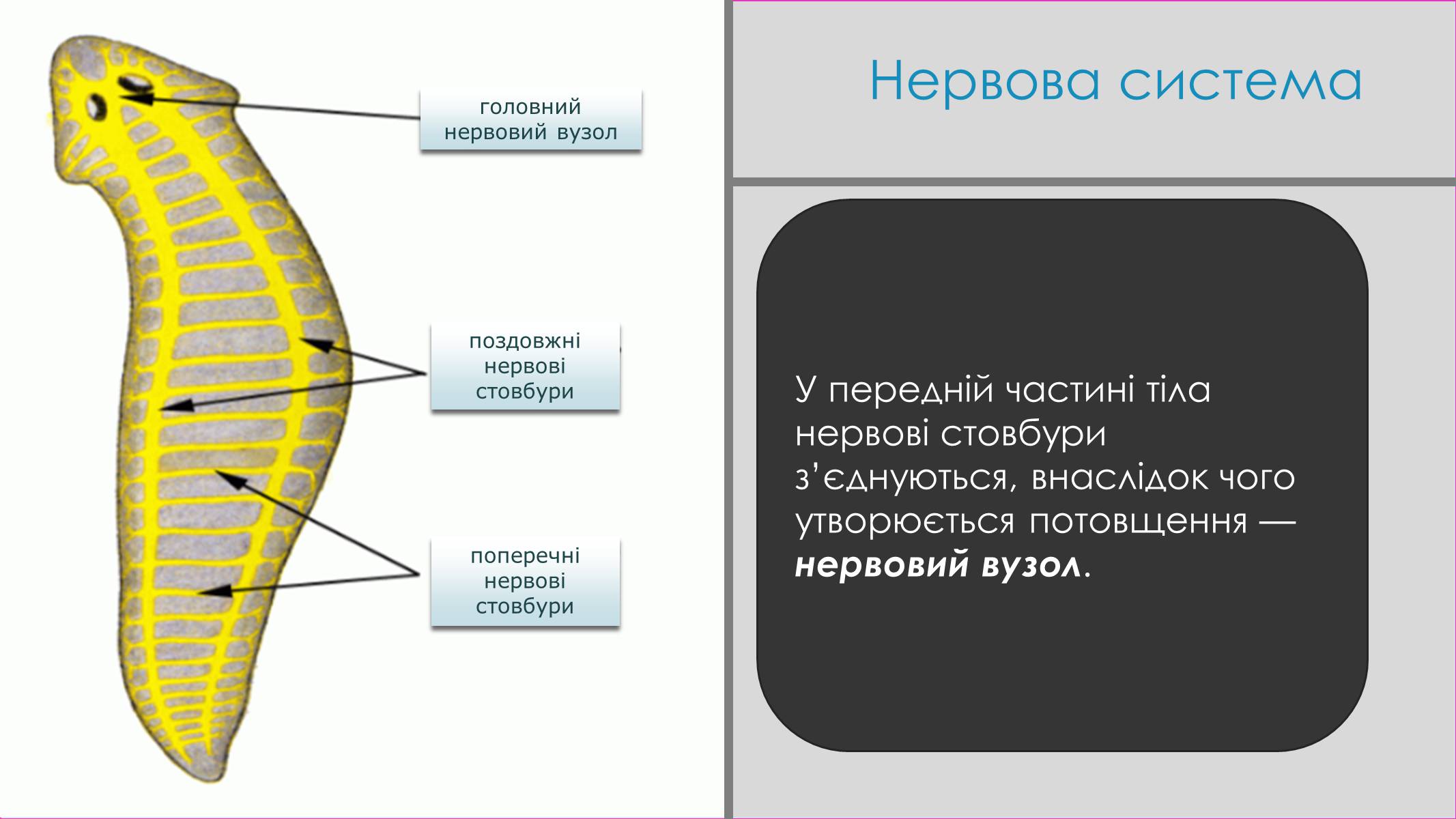 Презентація на тему «Пласкі черви» - Слайд #15 Презентація на тему «Пласкі черви» - Слайд #15