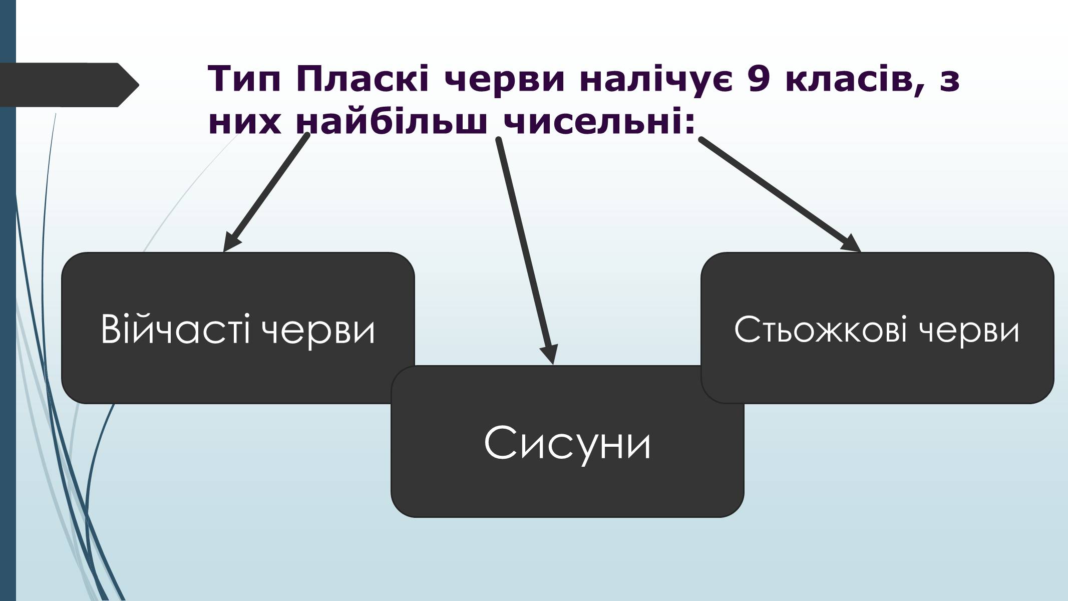 Презентація на тему «Пласкі черви» - Слайд #17 Презентація на тему «Пласкі черви» - Слайд #17