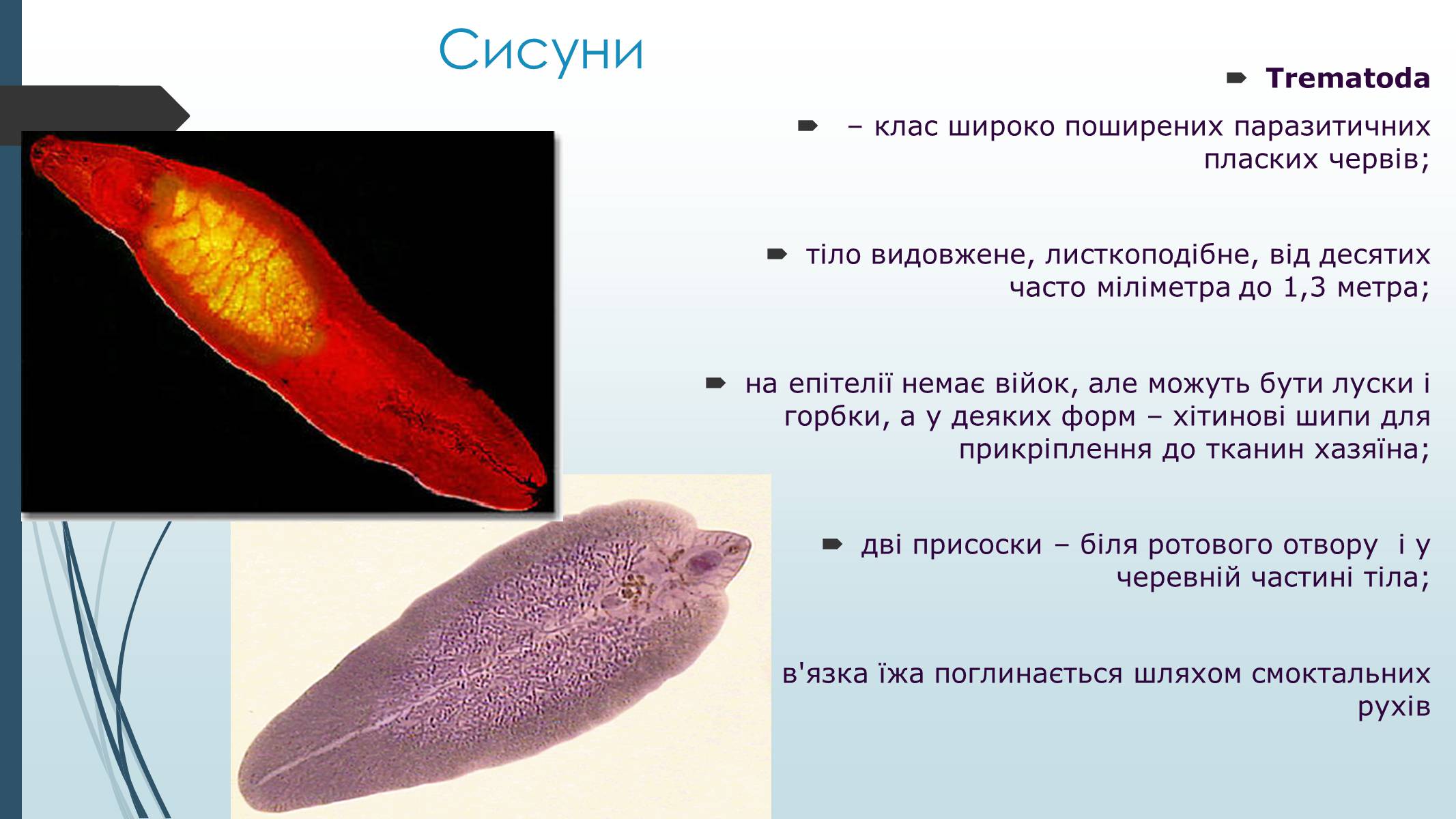 Презентація на тему «Пласкі черви» - Слайд #21 Презентація на тему «Пласкі черви» - Слайд #21