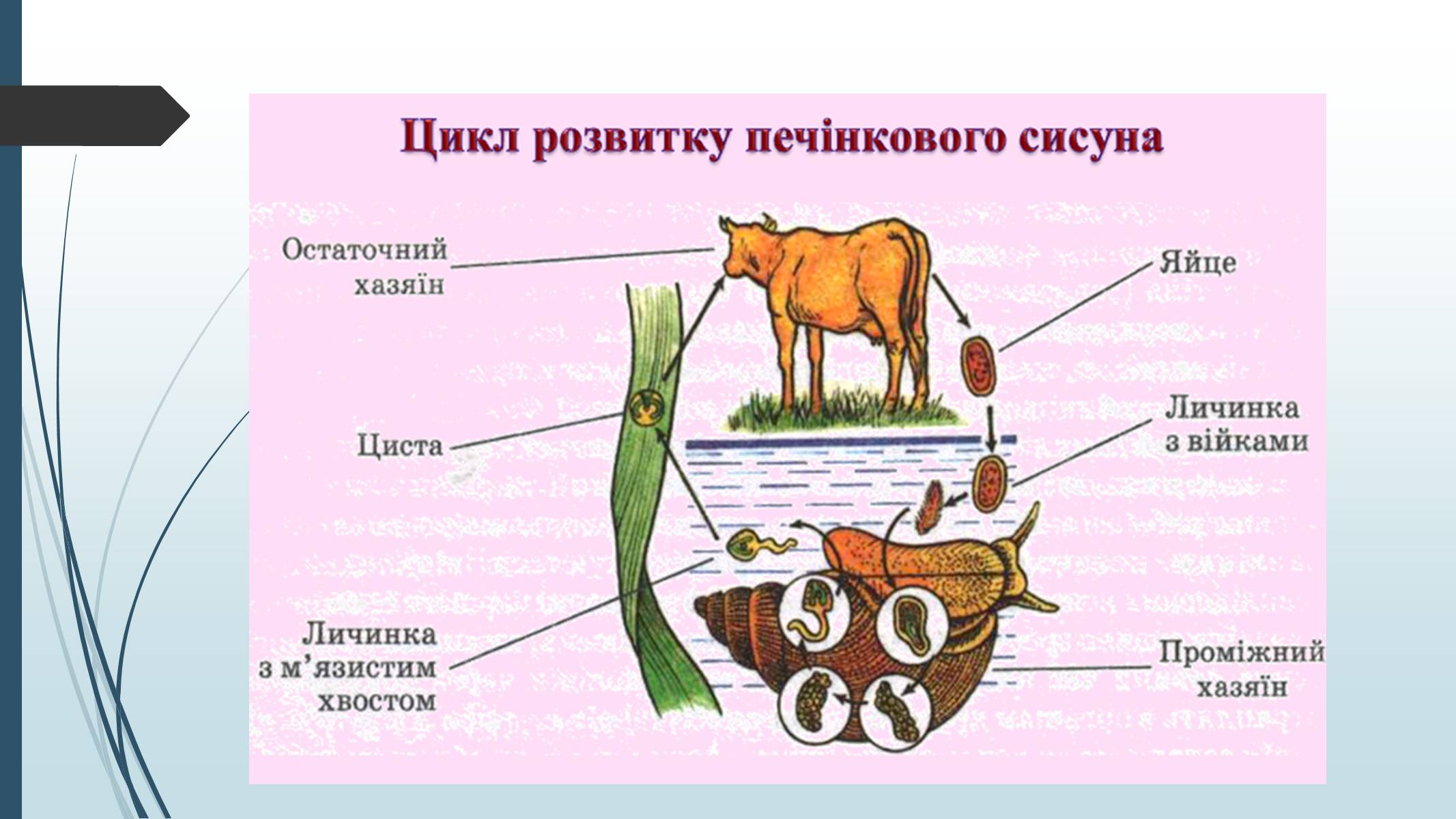 Презентація на тему «Пласкі черви» - Слайд #23 Презентація на тему «Пласкі черви» - Слайд #23