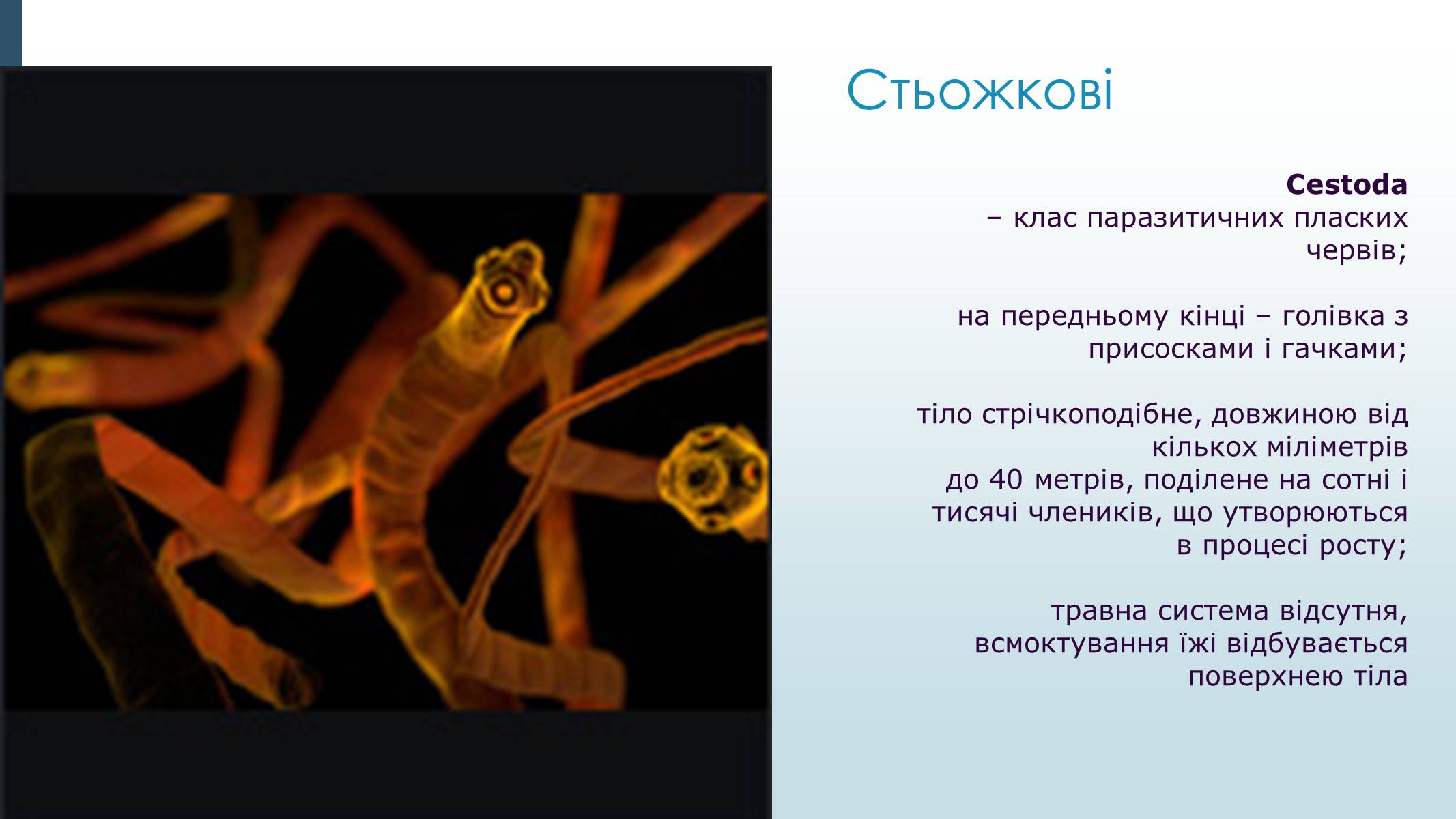 Презентація на тему «Пласкі черви» - Слайд #24 Презентація на тему «Пласкі черви» - Слайд #24