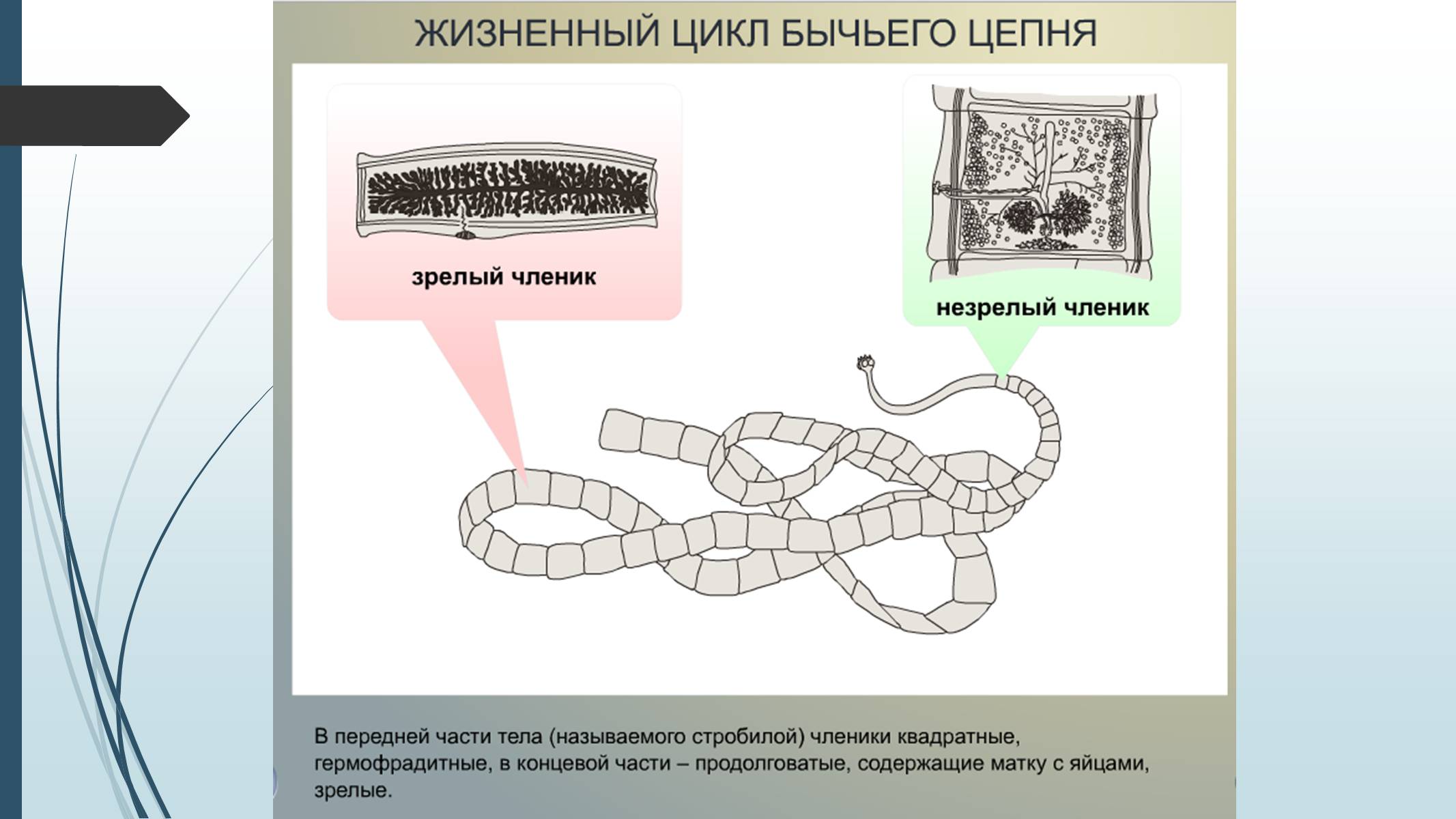 Презентація на тему «Пласкі черви» - Слайд #27 Презентація на тему «Пласкі черви» - Слайд #27