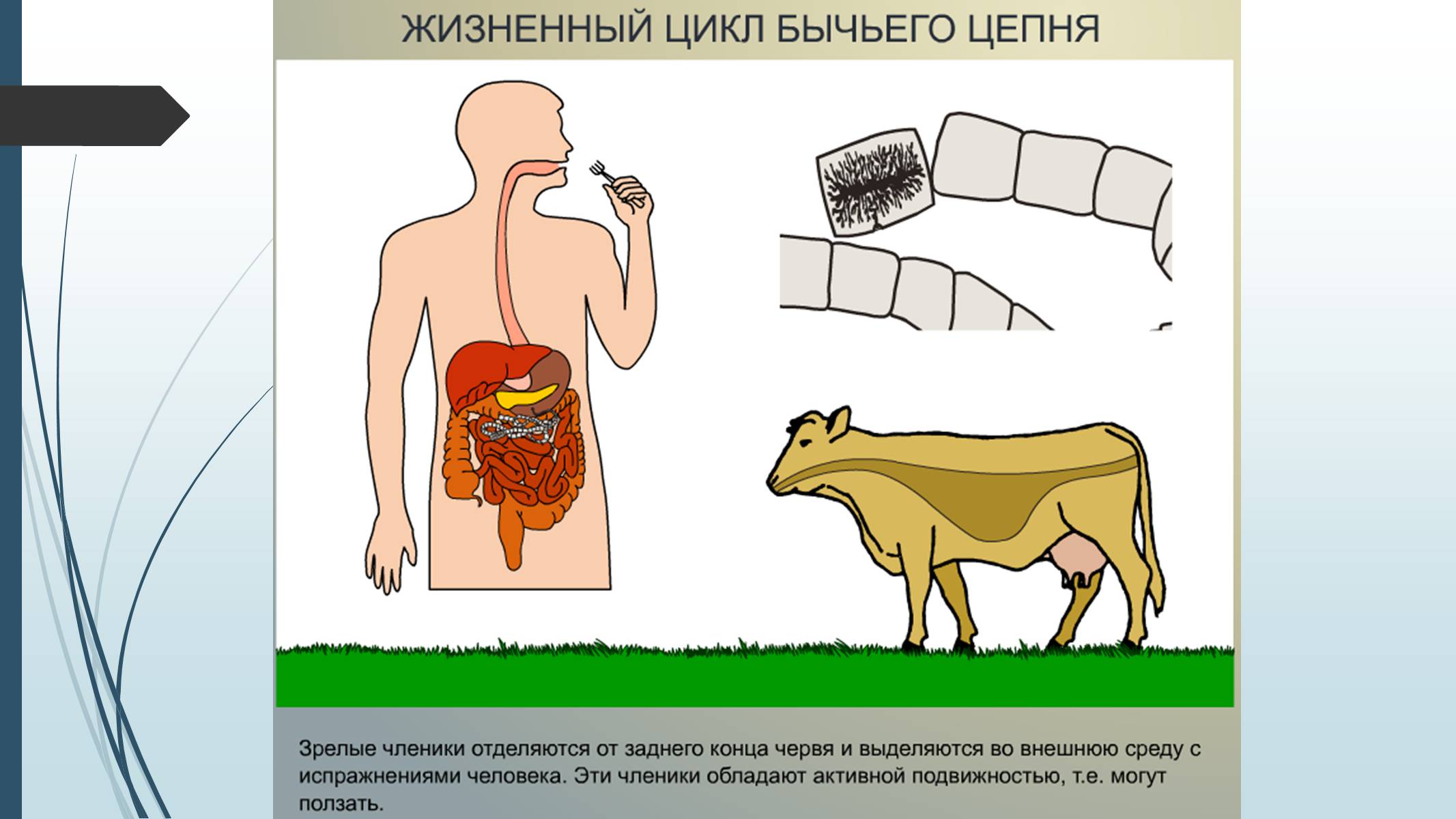 Презентація на тему «Пласкі черви» - Слайд #28 Презентація на тему «Пласкі черви» - Слайд #28