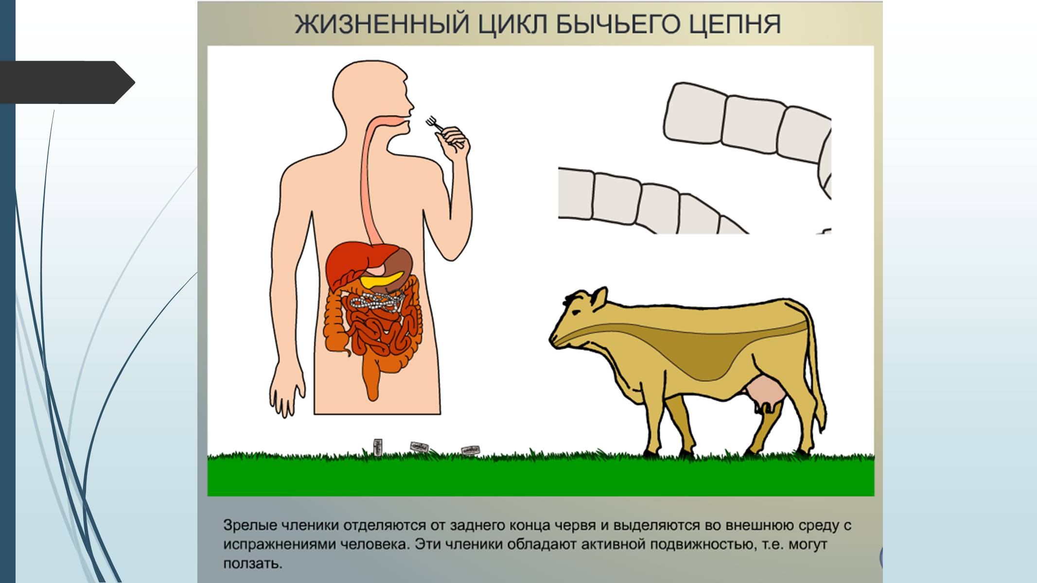 Презентація на тему «Пласкі черви» - Слайд #29 Презентація на тему «Пласкі черви» - Слайд #29
