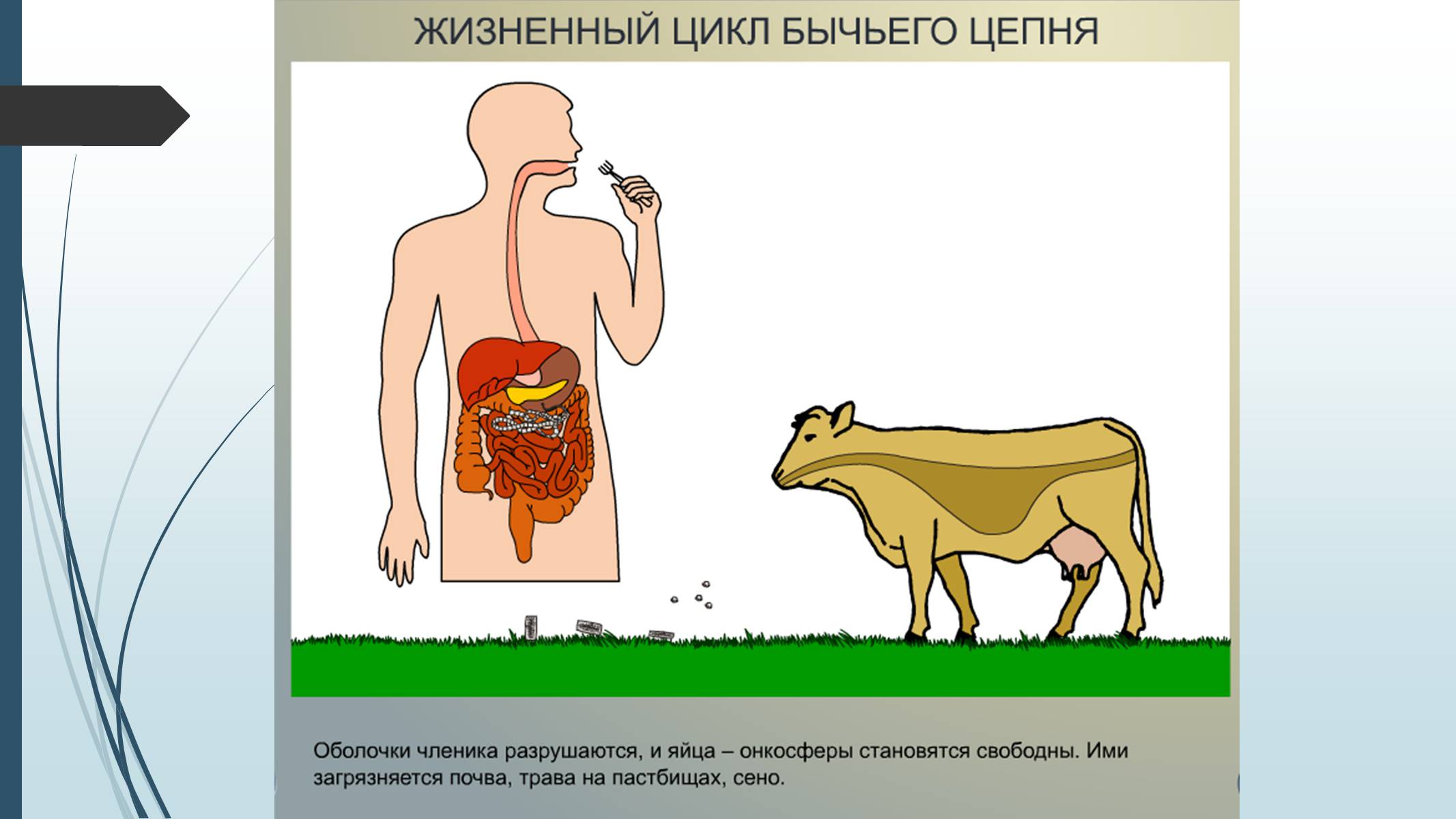 Презентація на тему «Пласкі черви» - Слайд #30 Презентація на тему «Пласкі черви» - Слайд #30