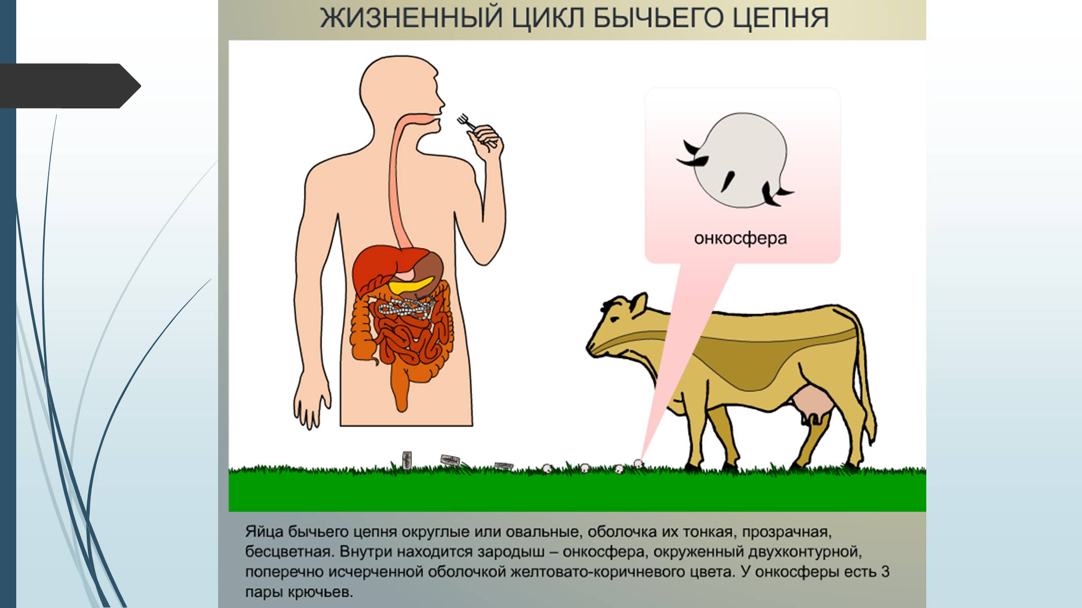 Презентація на тему «Пласкі черви» - Слайд #32 Презентація на тему «Пласкі черви» - Слайд #32