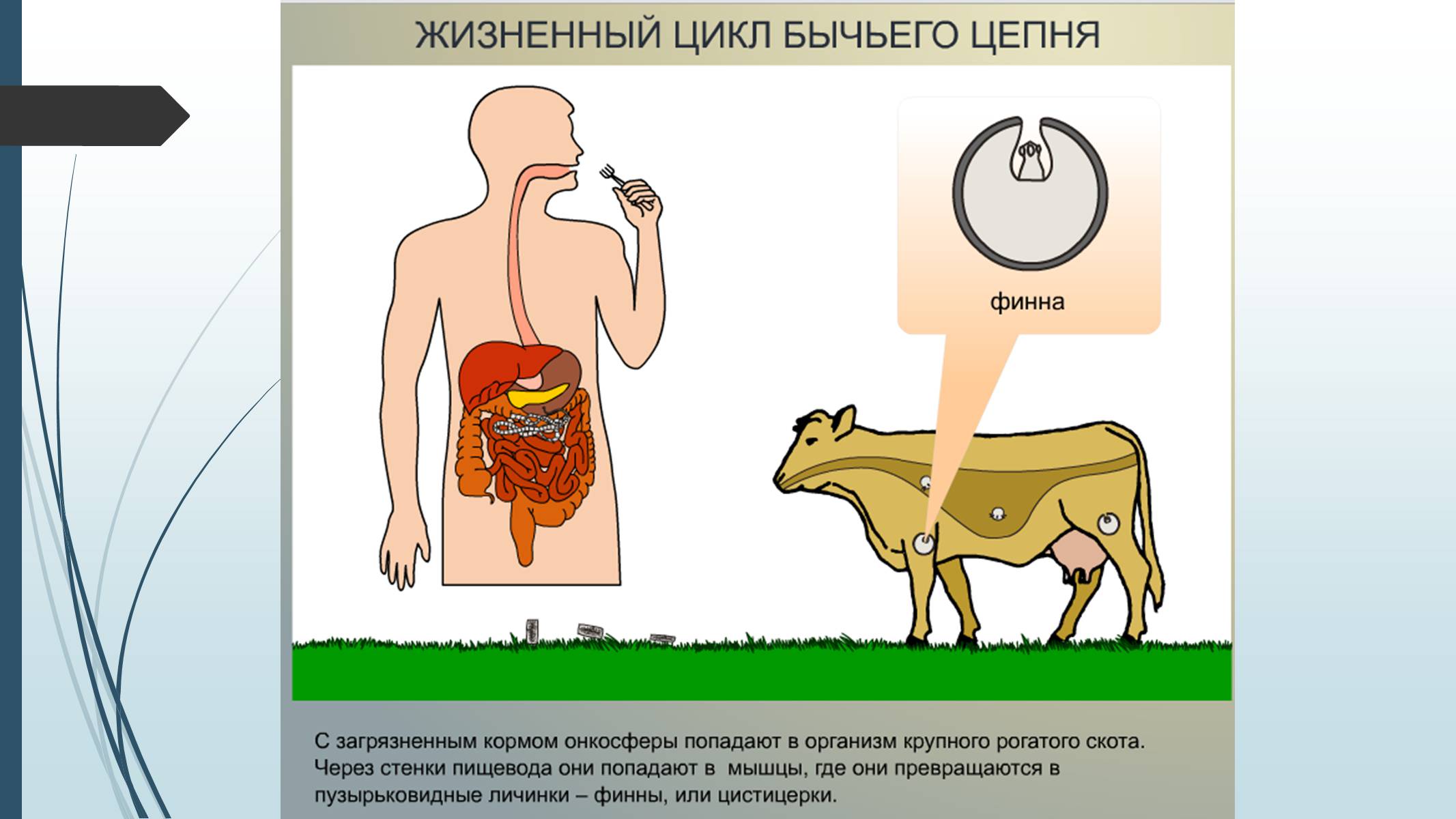 Презентація на тему «Пласкі черви» - Слайд #34 Презентація на тему «Пласкі черви» - Слайд #34