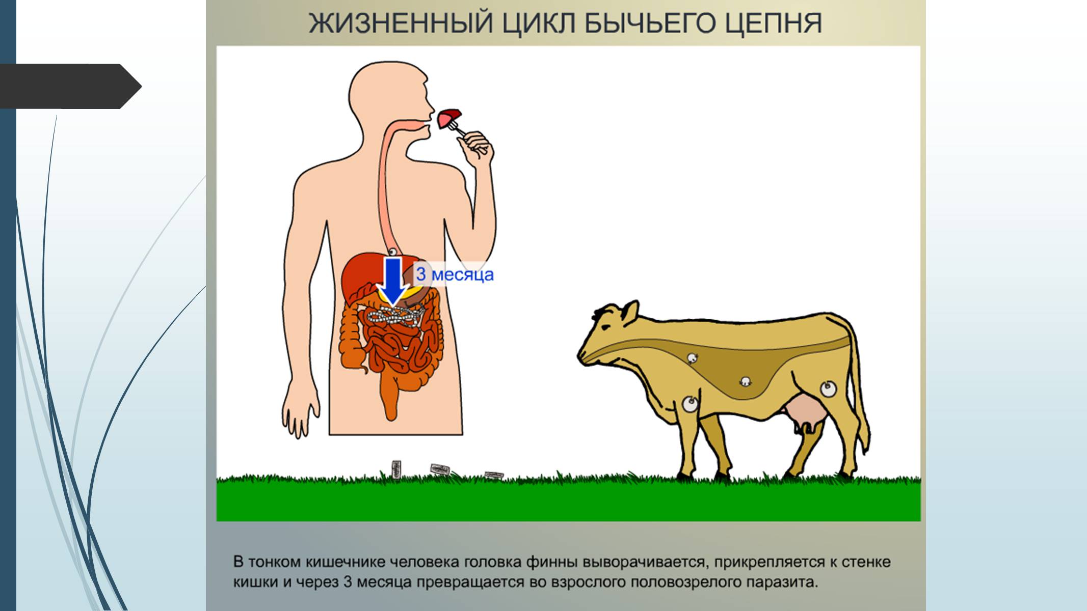 Презентація на тему «Пласкі черви» - Слайд #37 Презентація на тему «Пласкі черви» - Слайд #37