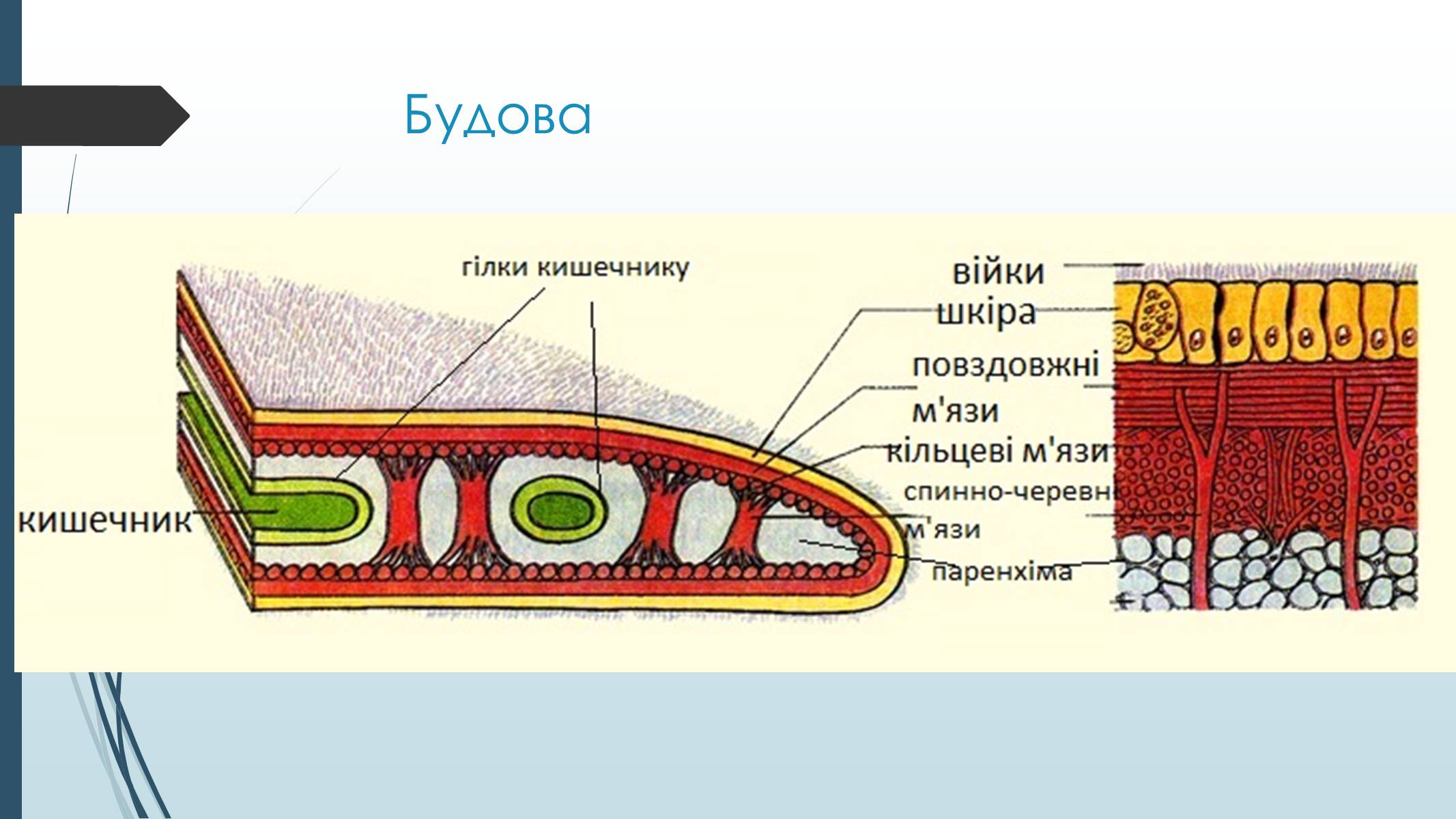 Презентація на тему «Пласкі черви» - Слайд #5 Презентація на тему «Пласкі черви» - Слайд #5