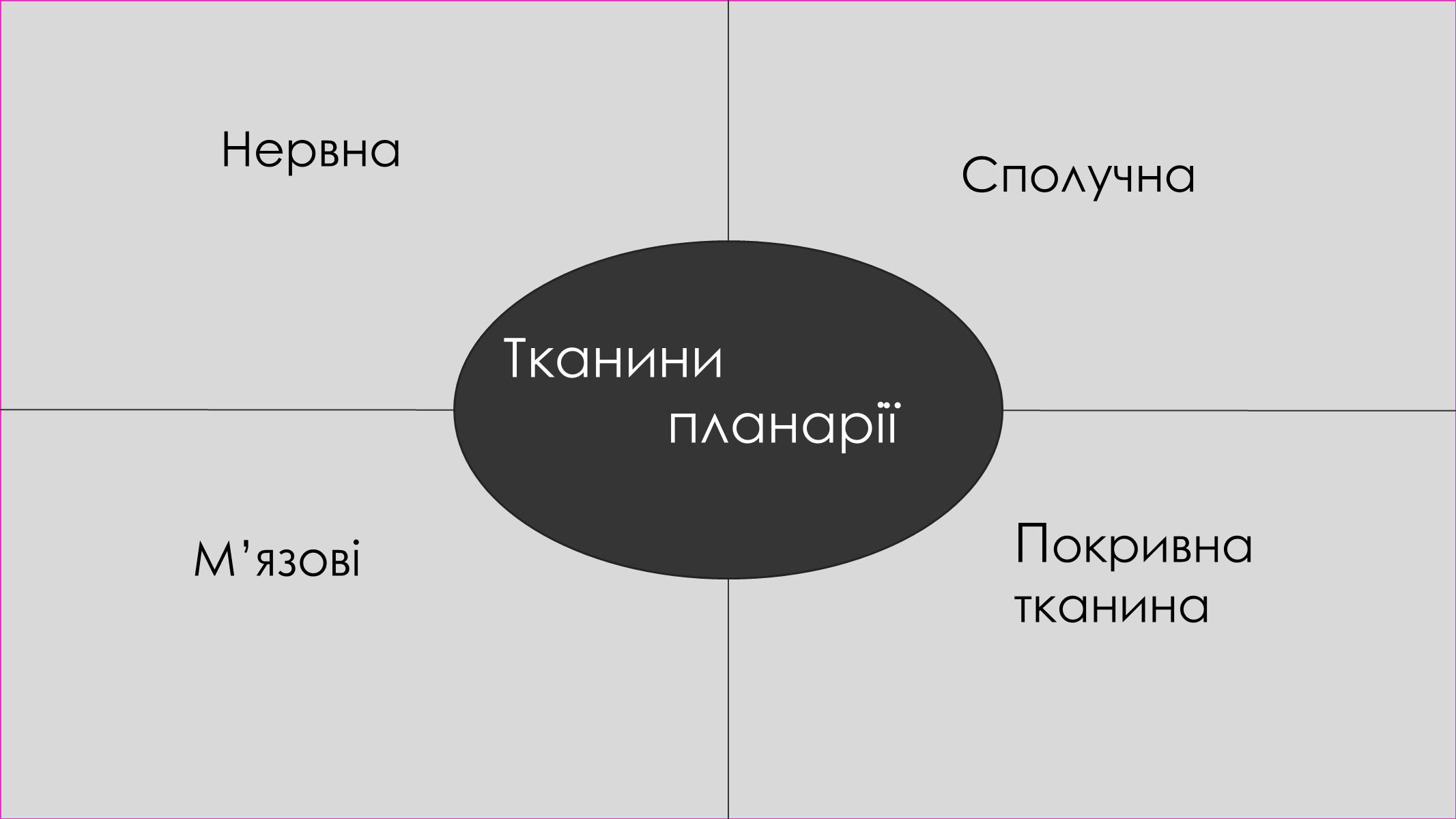 Презентація на тему «Пласкі черви» - Слайд #7 Презентація на тему «Пласкі черви» - Слайд #7