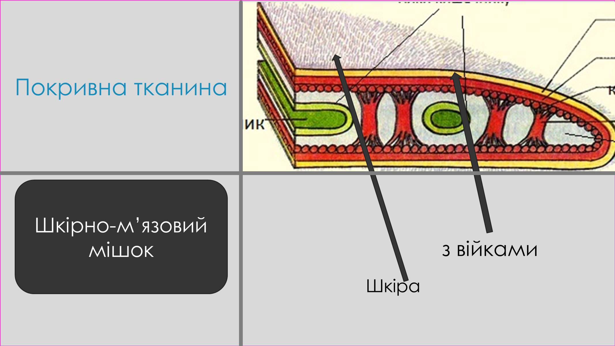 Презентація на тему «Пласкі черви» - Слайд #8 Презентація на тему «Пласкі черви» - Слайд #8