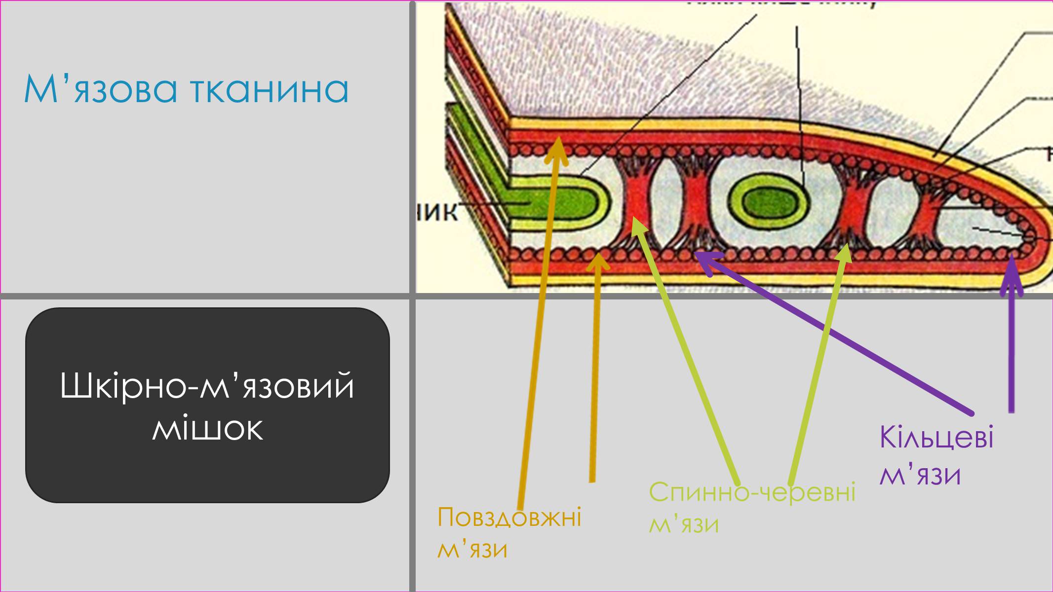 Презентація на тему «Пласкі черви» - Слайд #9 Презентація на тему «Пласкі черви» - Слайд #9