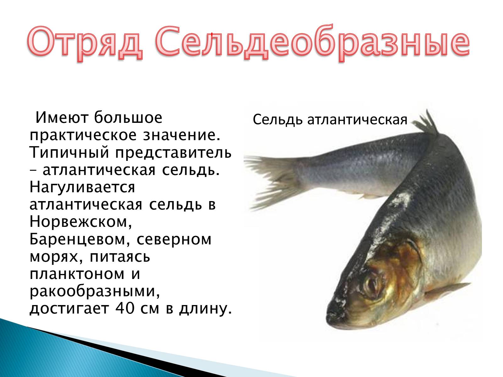 Презентація на тему «Костные рыбы» - Слайд #13 Презентація на тему «Костные рыбы» - Слайд #13
