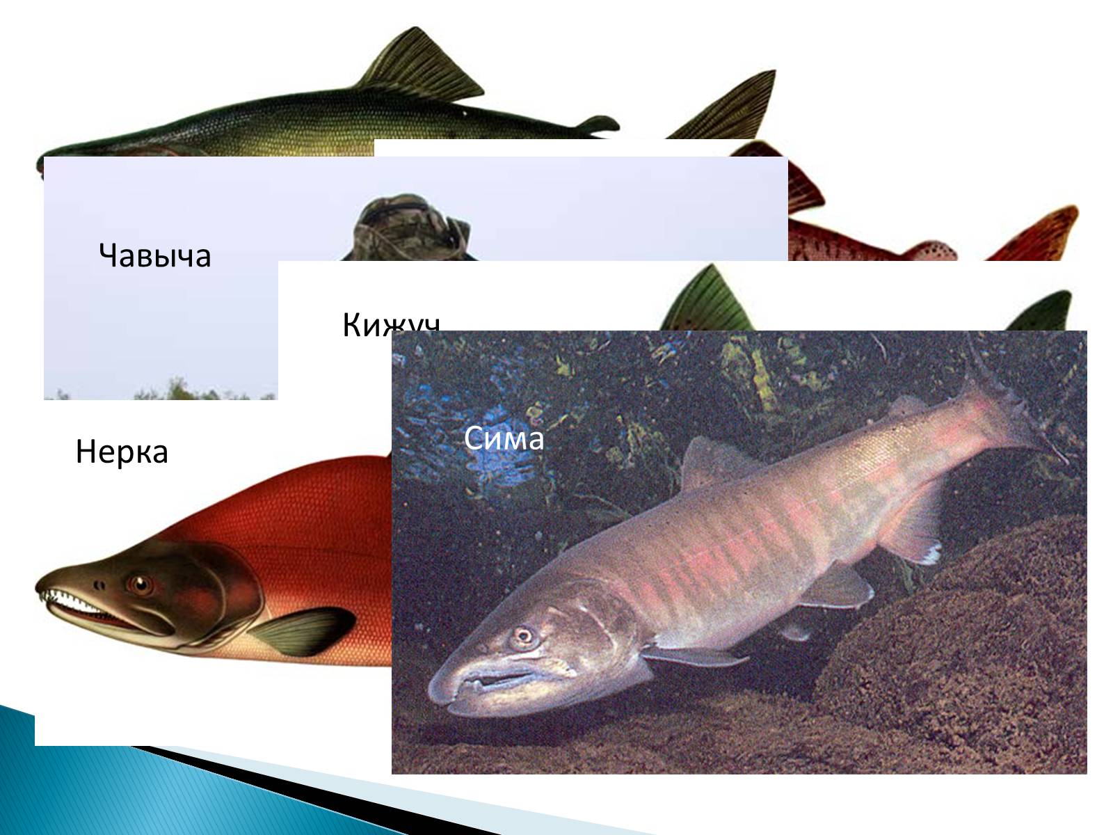 Презентація на тему «Костные рыбы» - Слайд #17 Презентація на тему «Костные рыбы» - Слайд #17