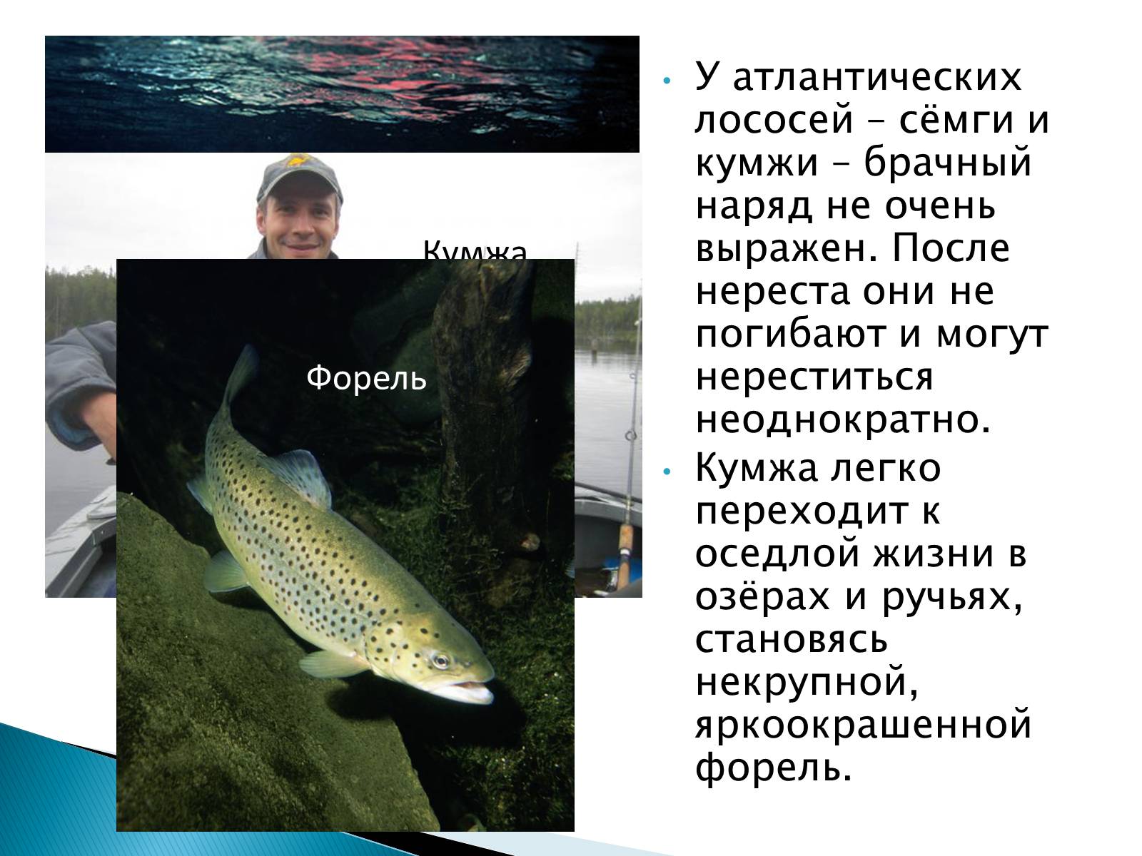Презентація на тему «Костные рыбы» - Слайд #18 Презентація на тему «Костные рыбы» - Слайд #18
