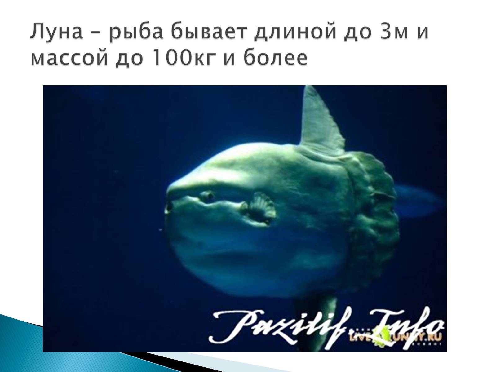 Презентація на тему «Костные рыбы» - Слайд #22 Презентація на тему «Костные рыбы» - Слайд #22