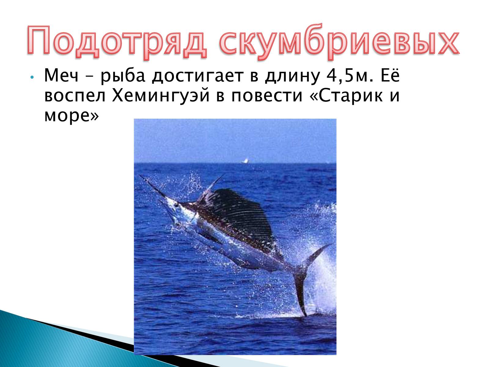 Презентація на тему «Костные рыбы» - Слайд #24 Презентація на тему «Костные рыбы» - Слайд #24